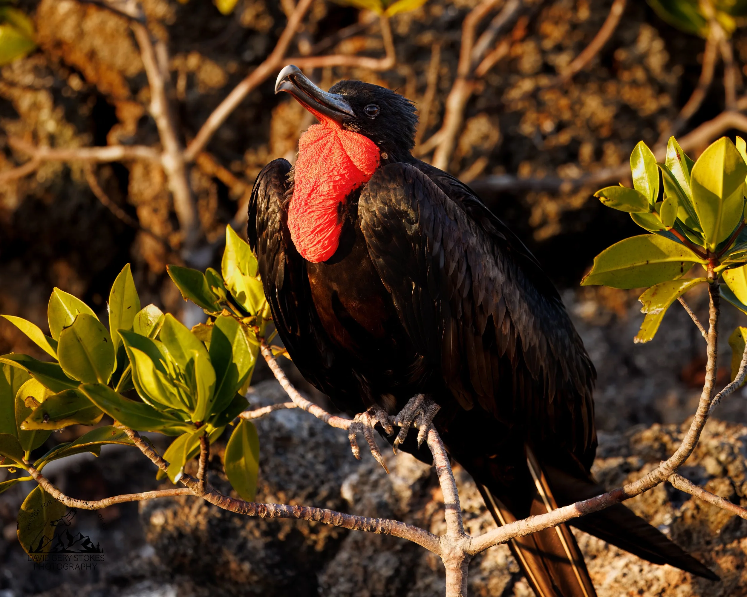 0464 Magnificent Frigatebird