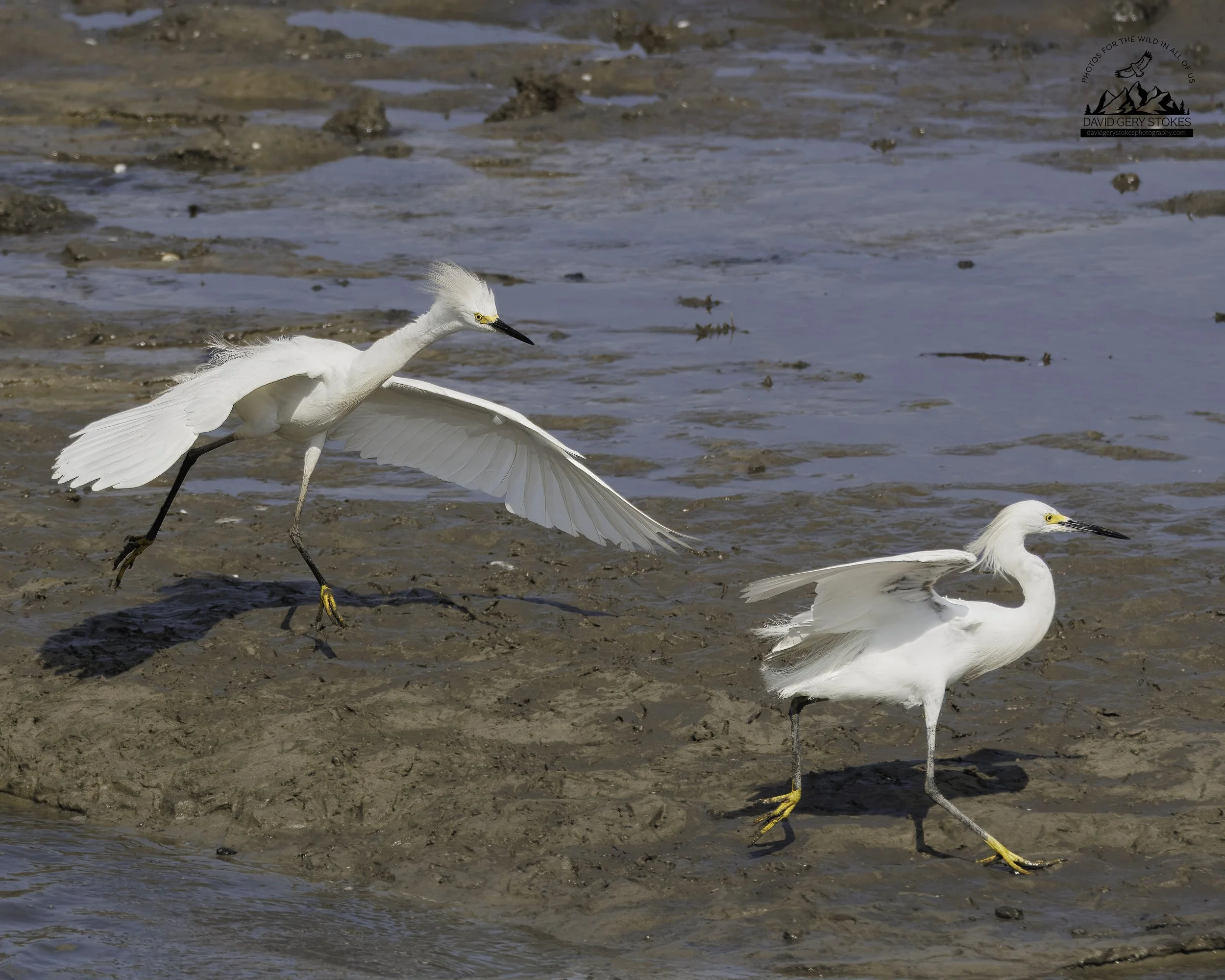 SnowyEgret_Chase_BH_072425_7360.jpg