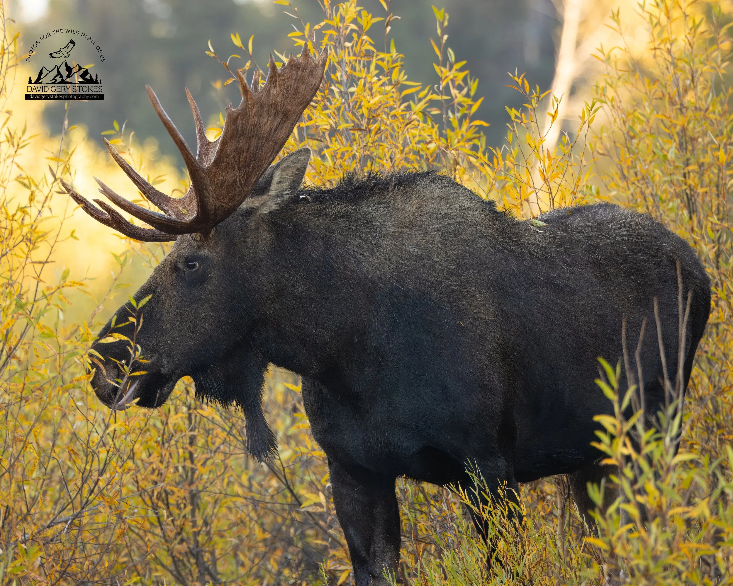 Moose_Lick_WM_YGT1_9591.jpg