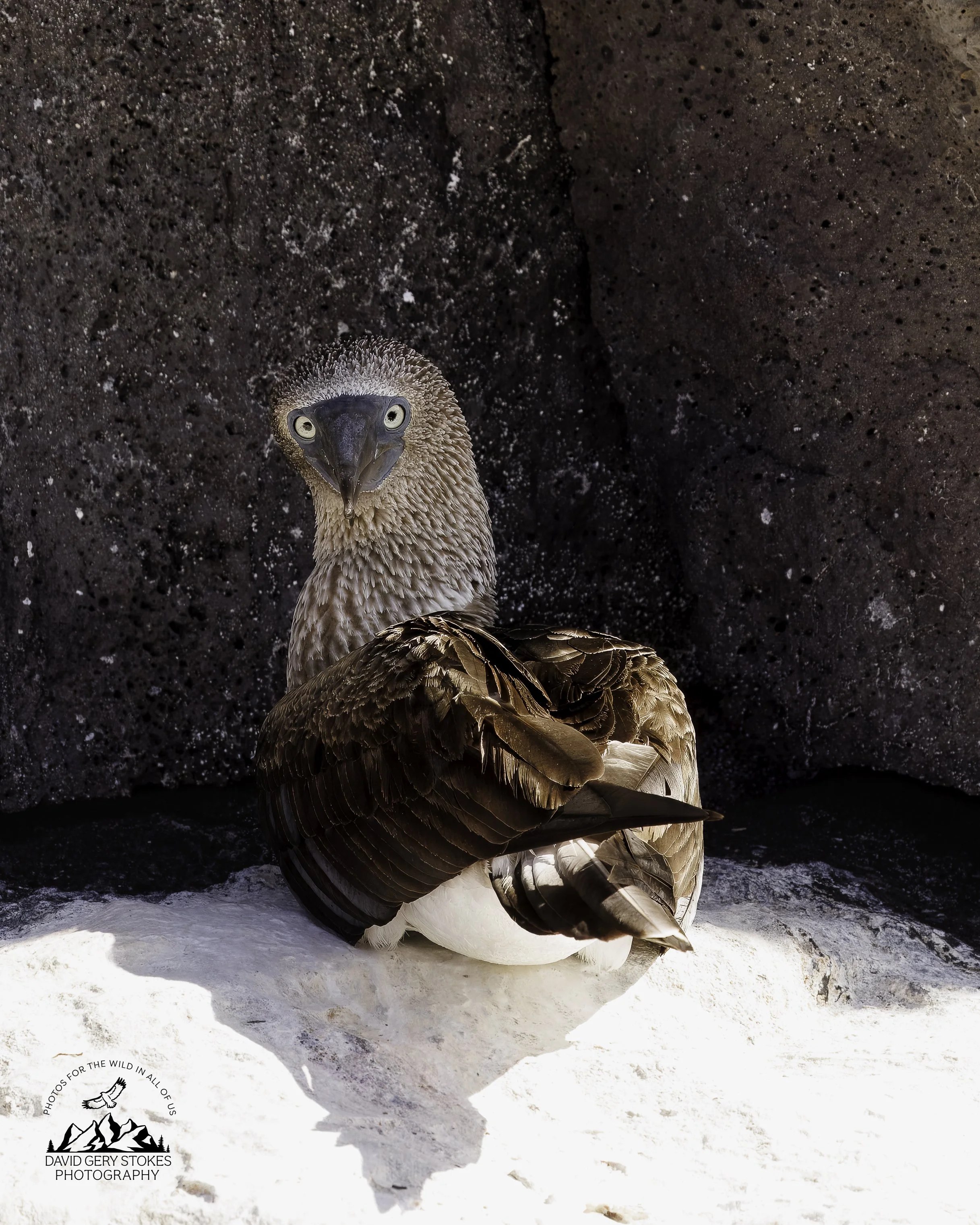 5883-2 Blue Footed Booby