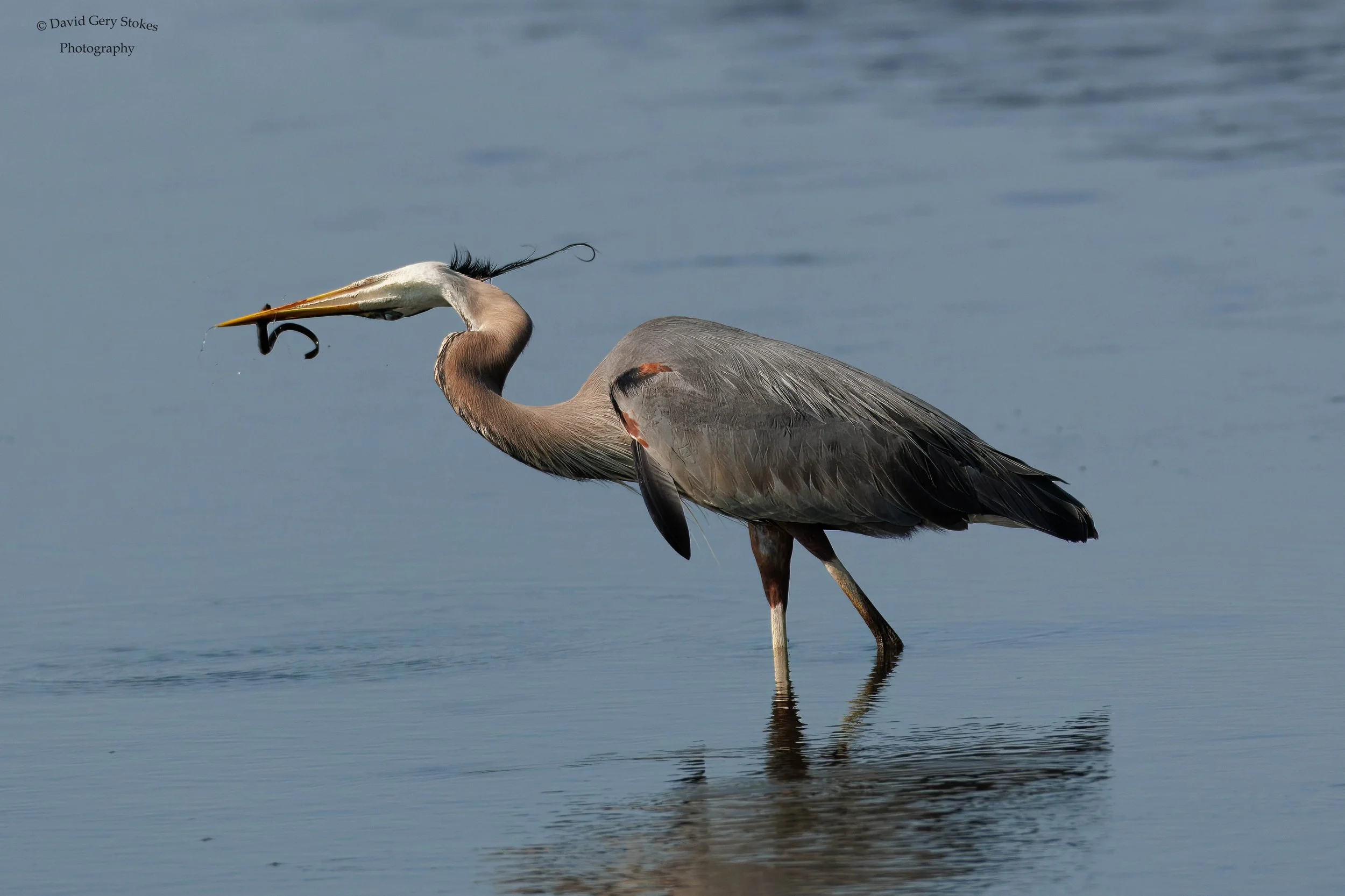 4805.  Snapping the Eel.  Great Blue Heron. Edwin Forsythe Wildlife Refuge, NJ.