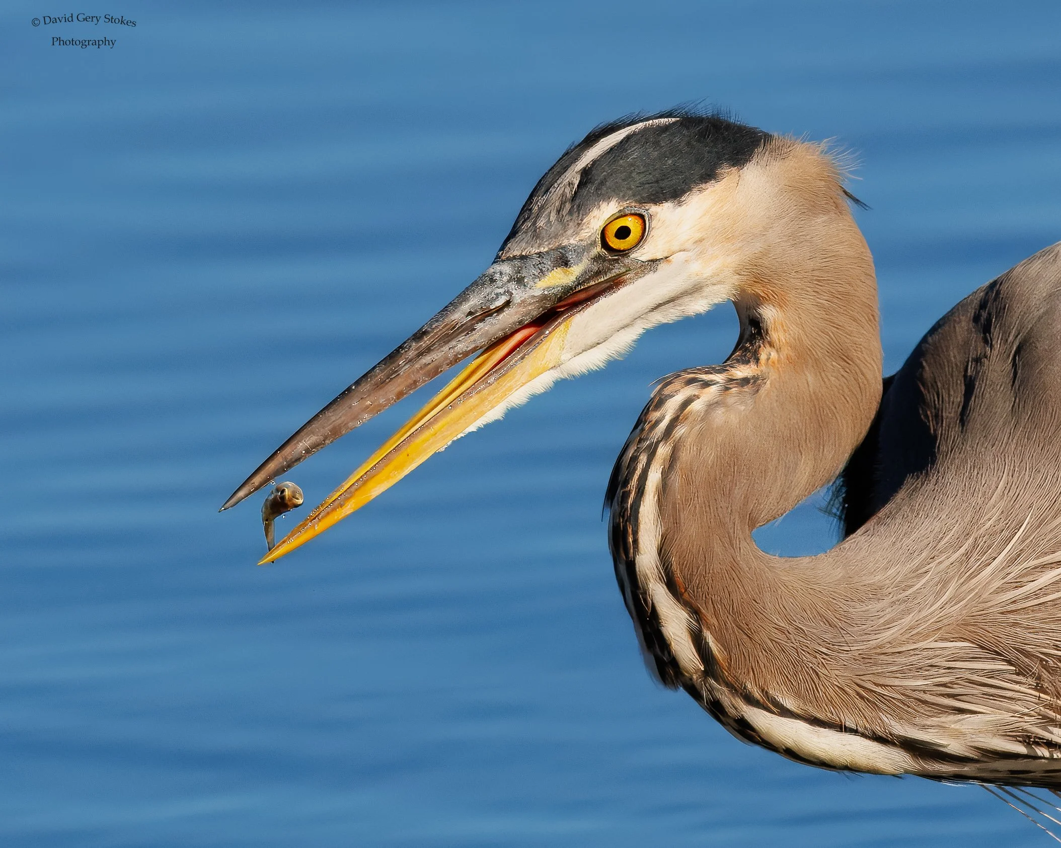 4260.  Snack Before Lunch.  Great Blue Heron. Edwin Forsythe Wildlife Refuge, NJ.