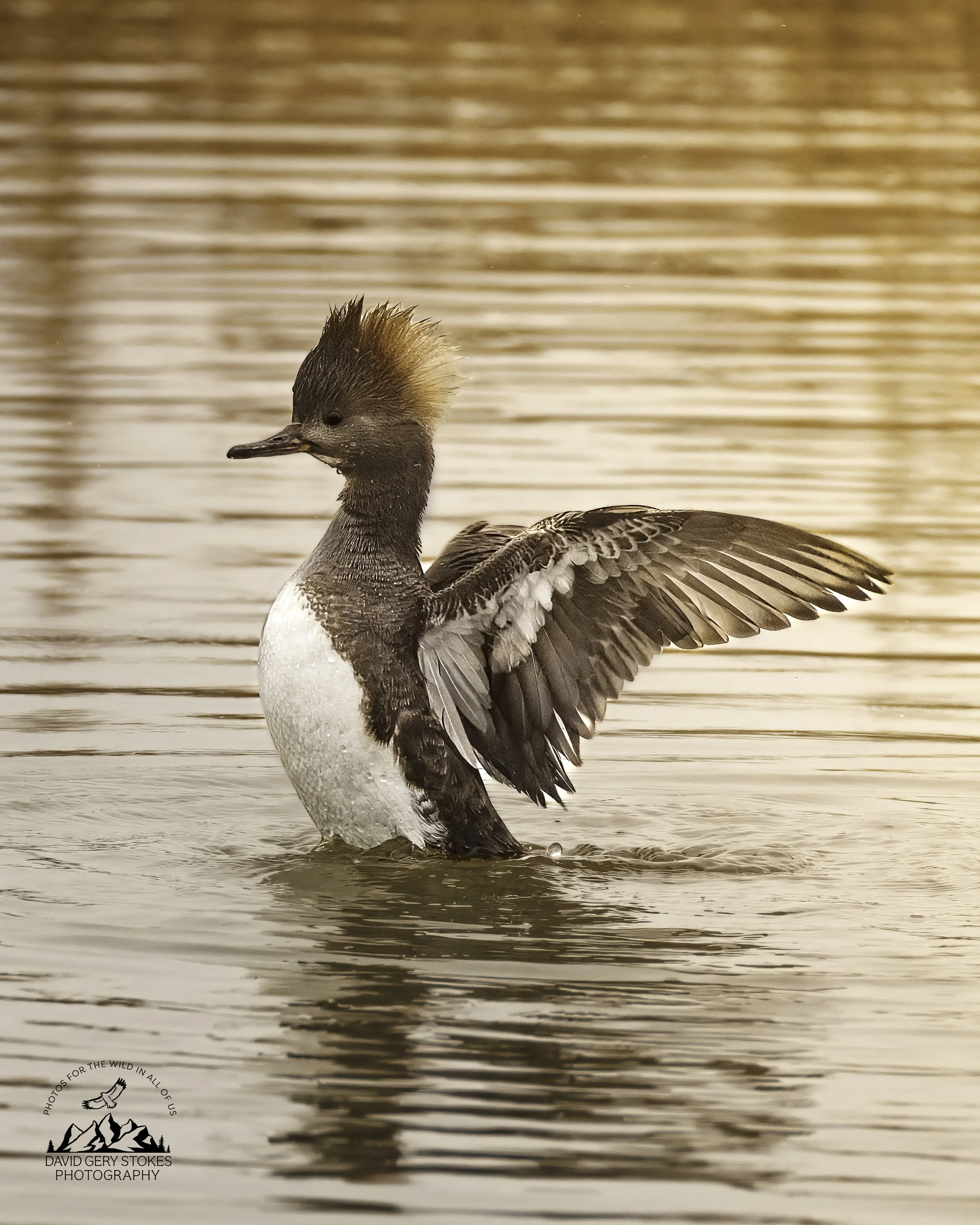 Hooded_Merganser_EF_030726_2045.jpg