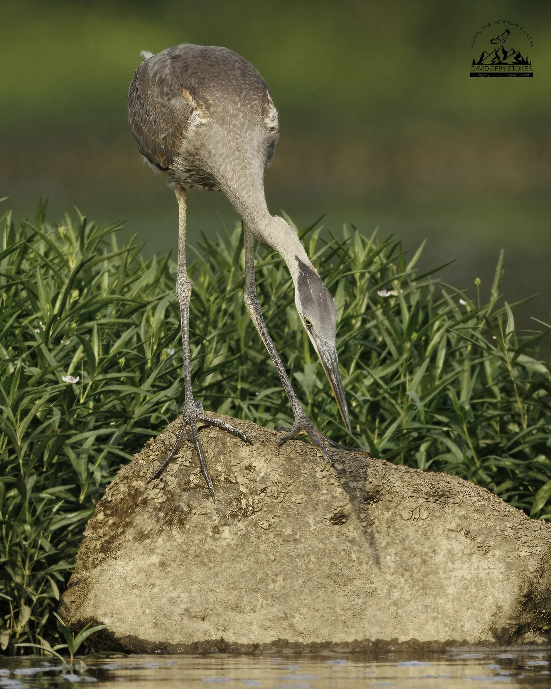 8596.  Focused.  Great Blue Heron.  Susquehanna State Park, MD.