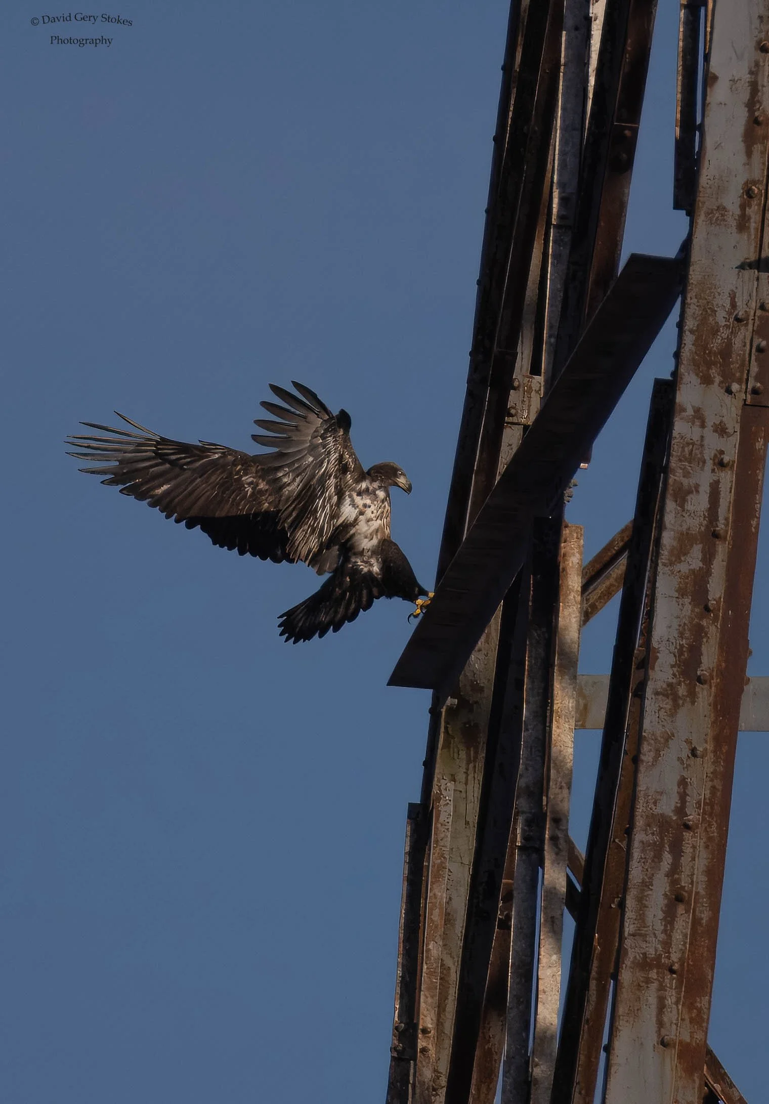 Juv_Landing_On_Tower_CWD_120323_WM_7106.jpg