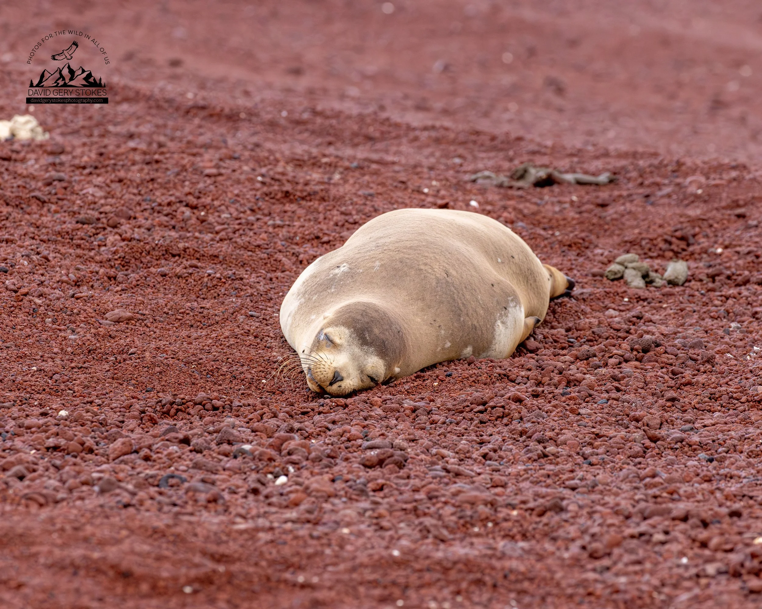 7956 Sleepy Sea Lion