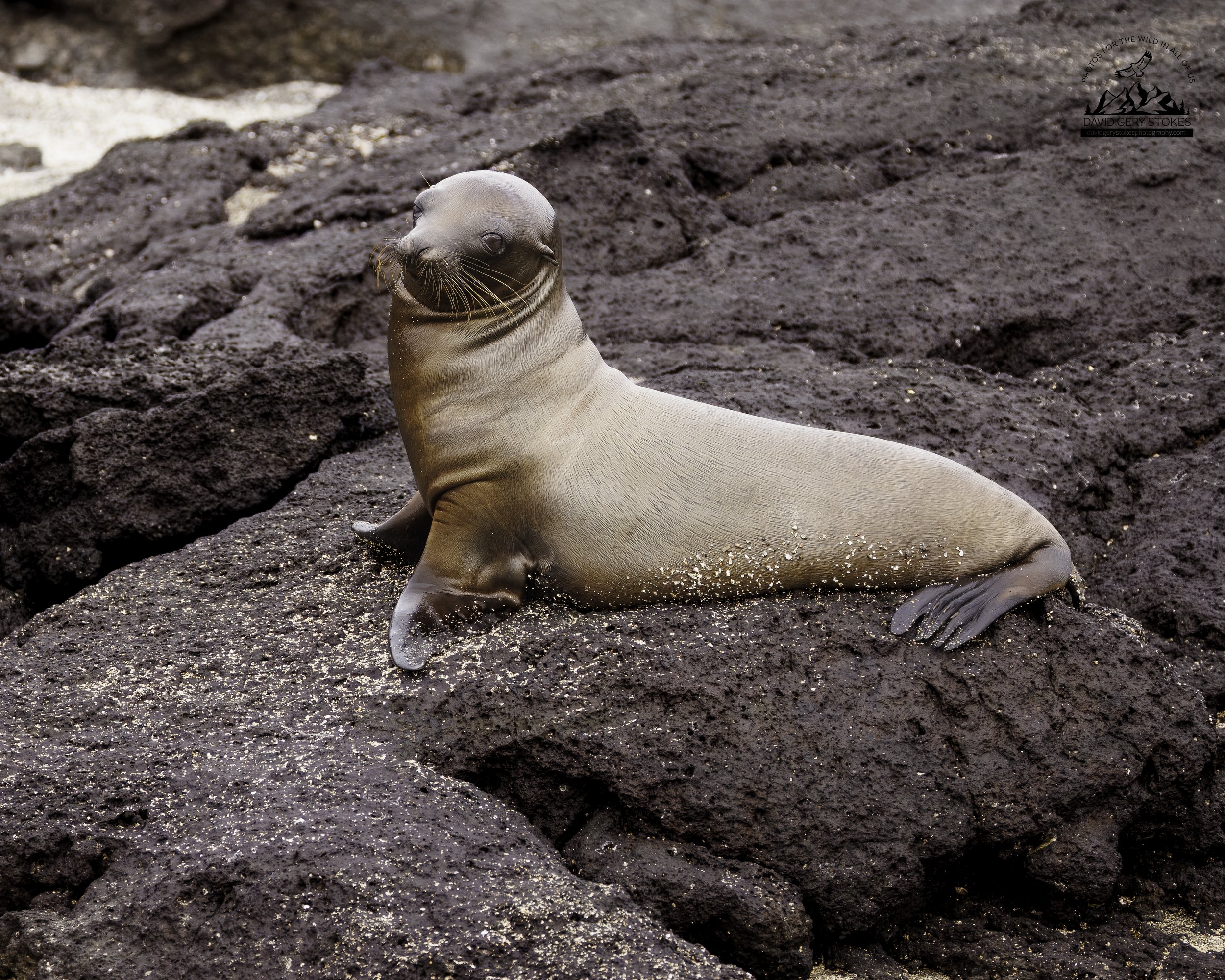 2083 Sea Lion Pose