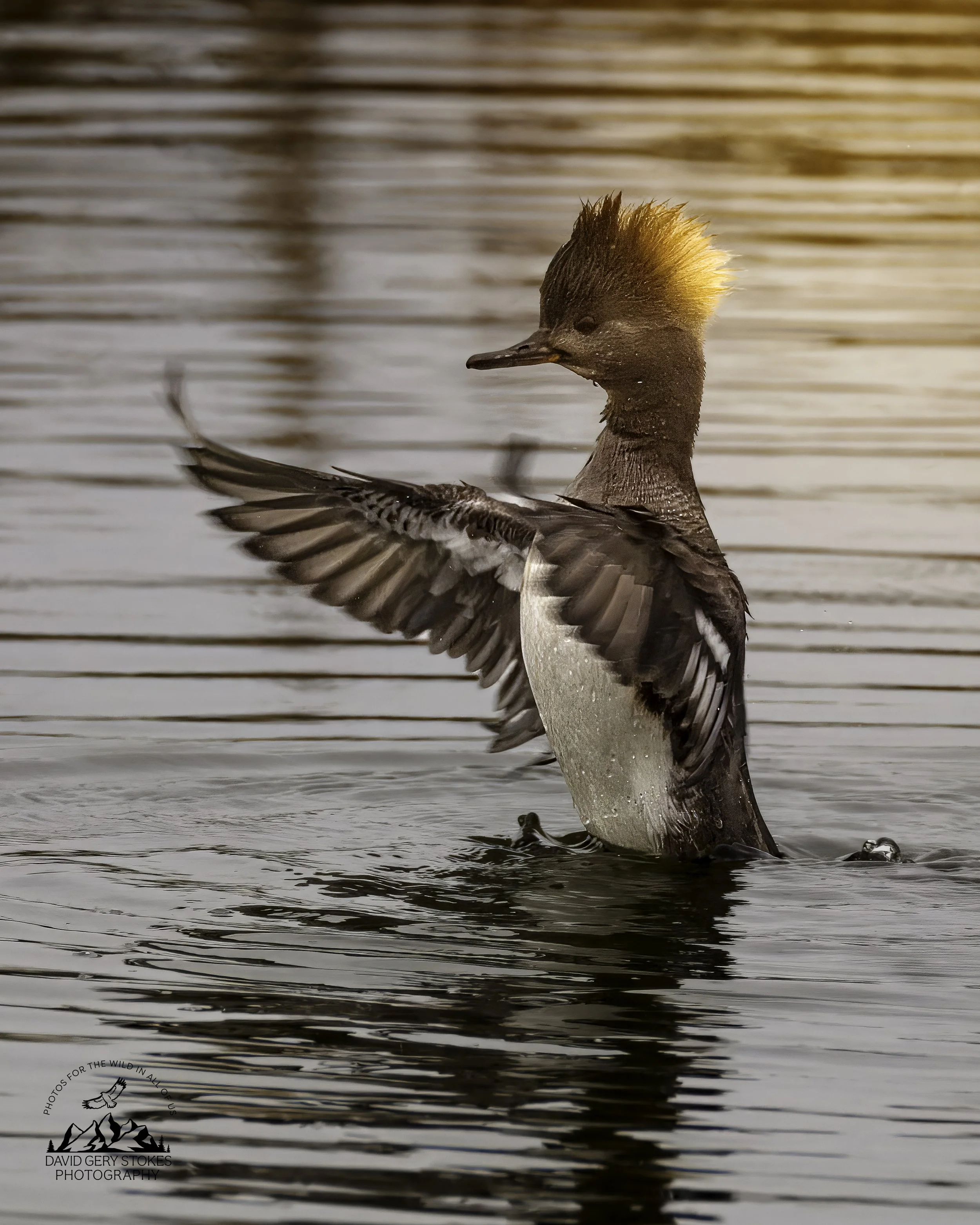 Hooded_Merganser_EF_030726_2049.jpg