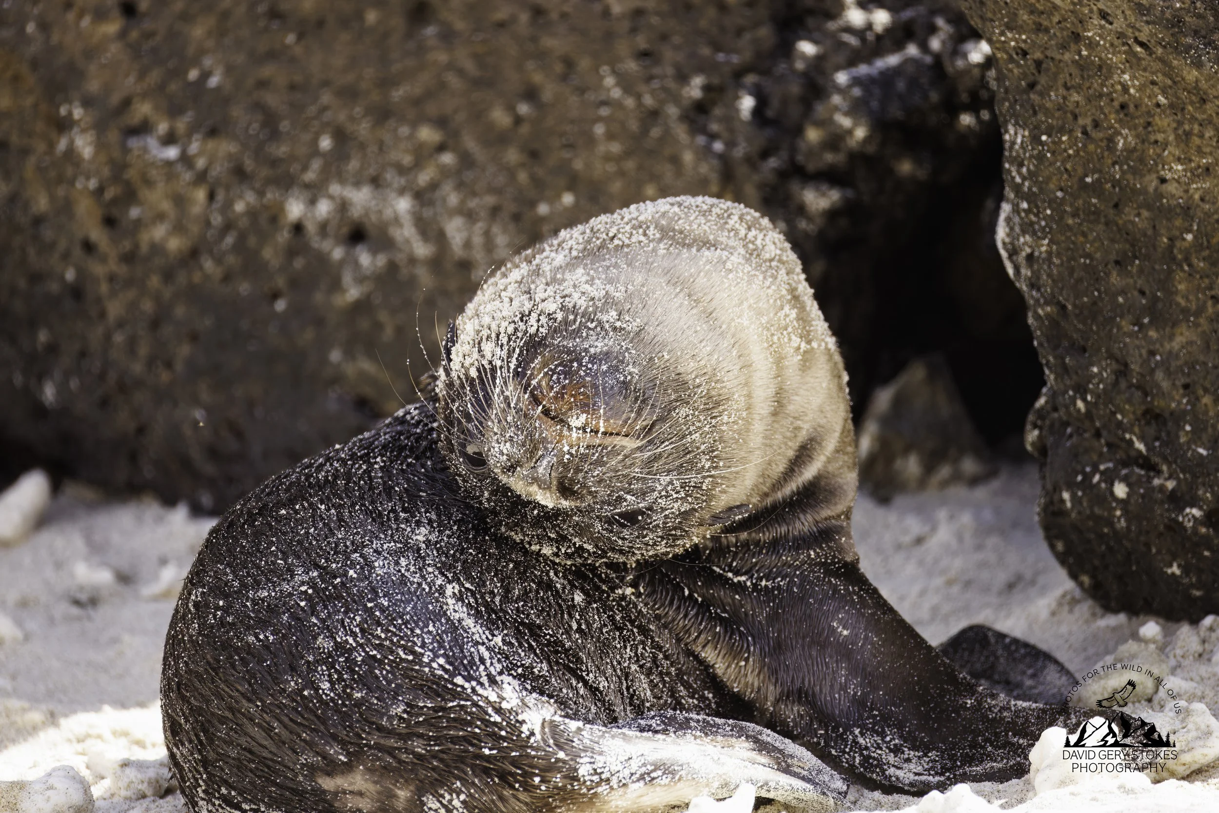 9692 Upside down Sea Lion