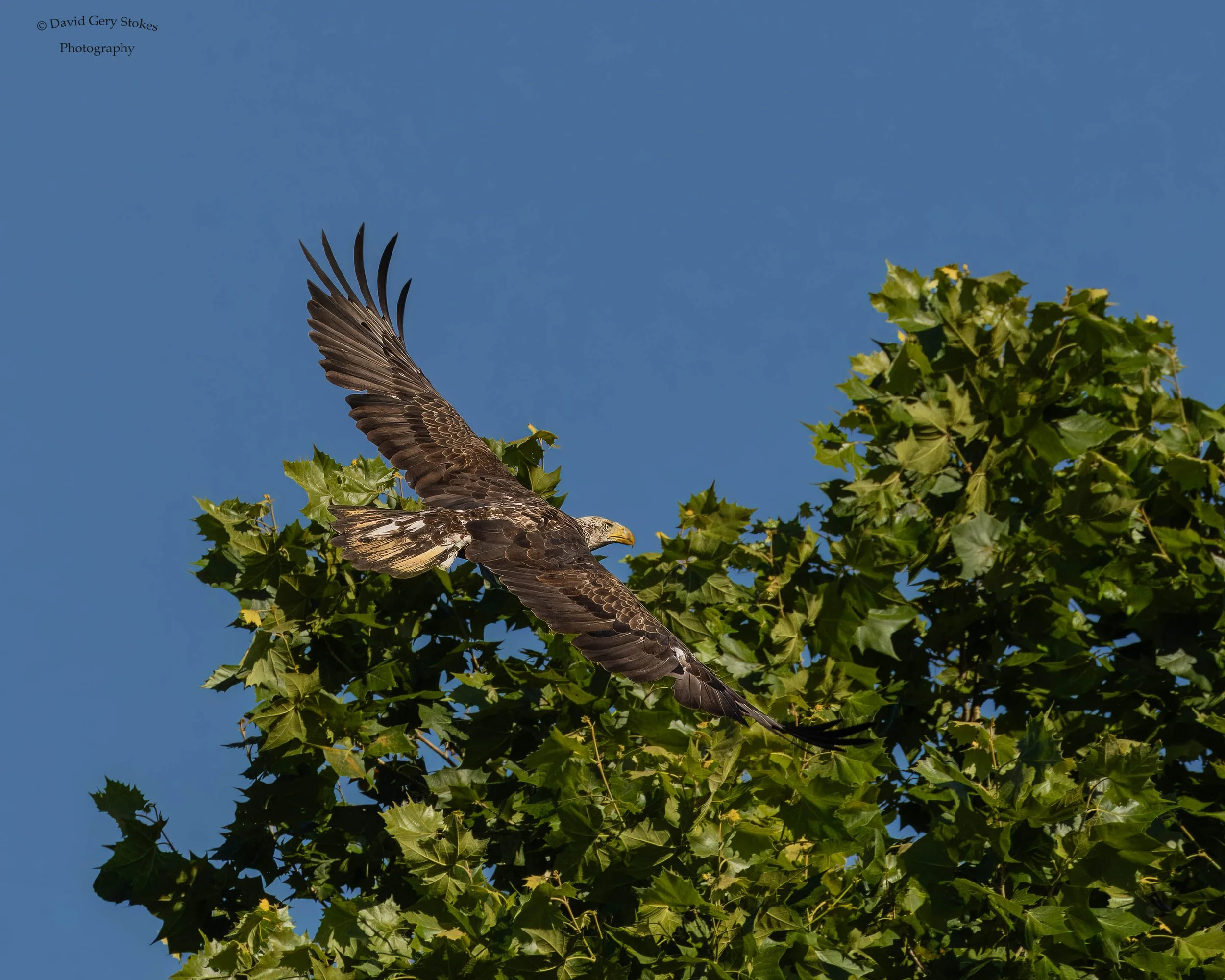 Juv_Flight_Tree_SusqSP_061524_WM_2022.jpg