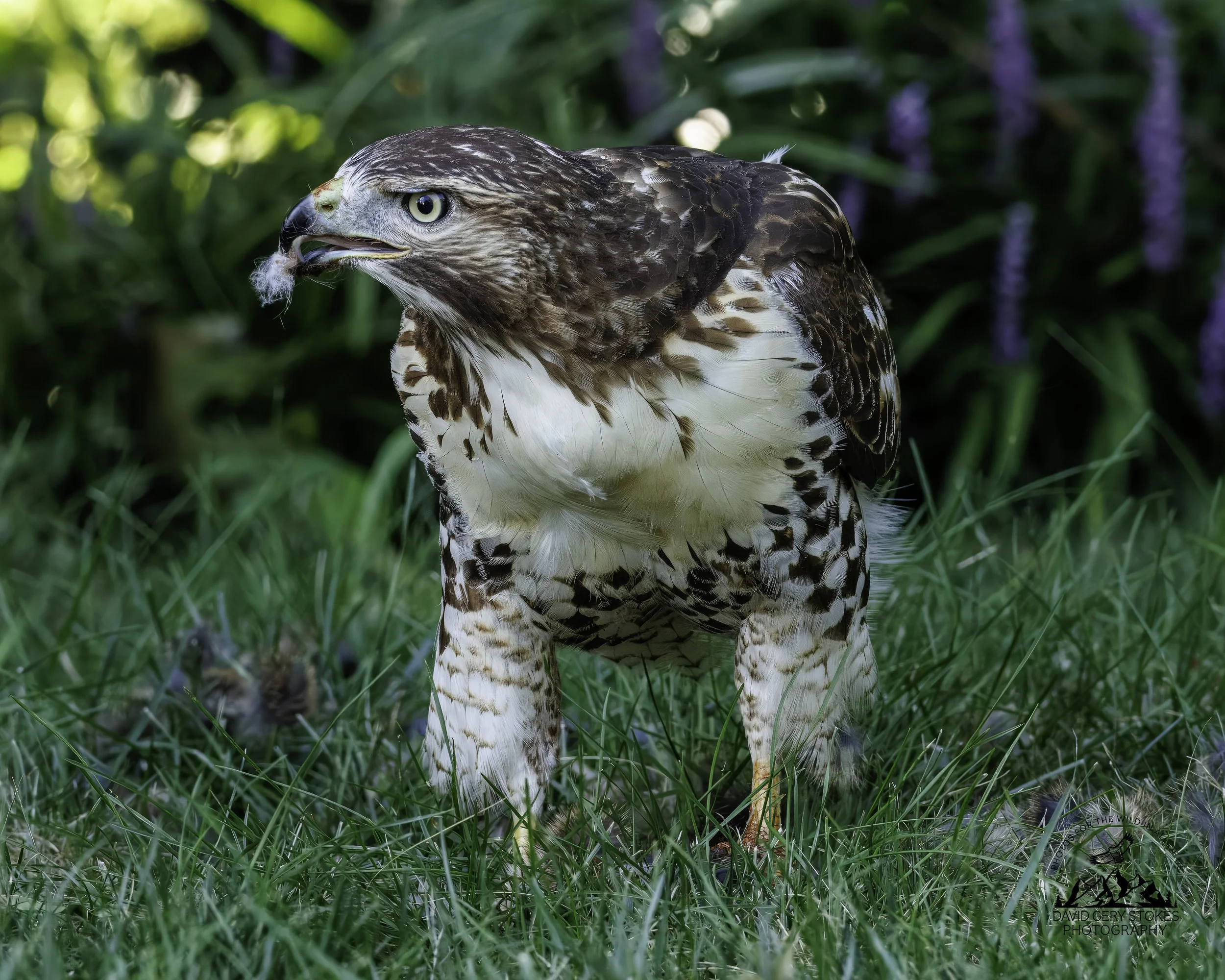 Back_Yard_Hawk_082725_3875.jpg