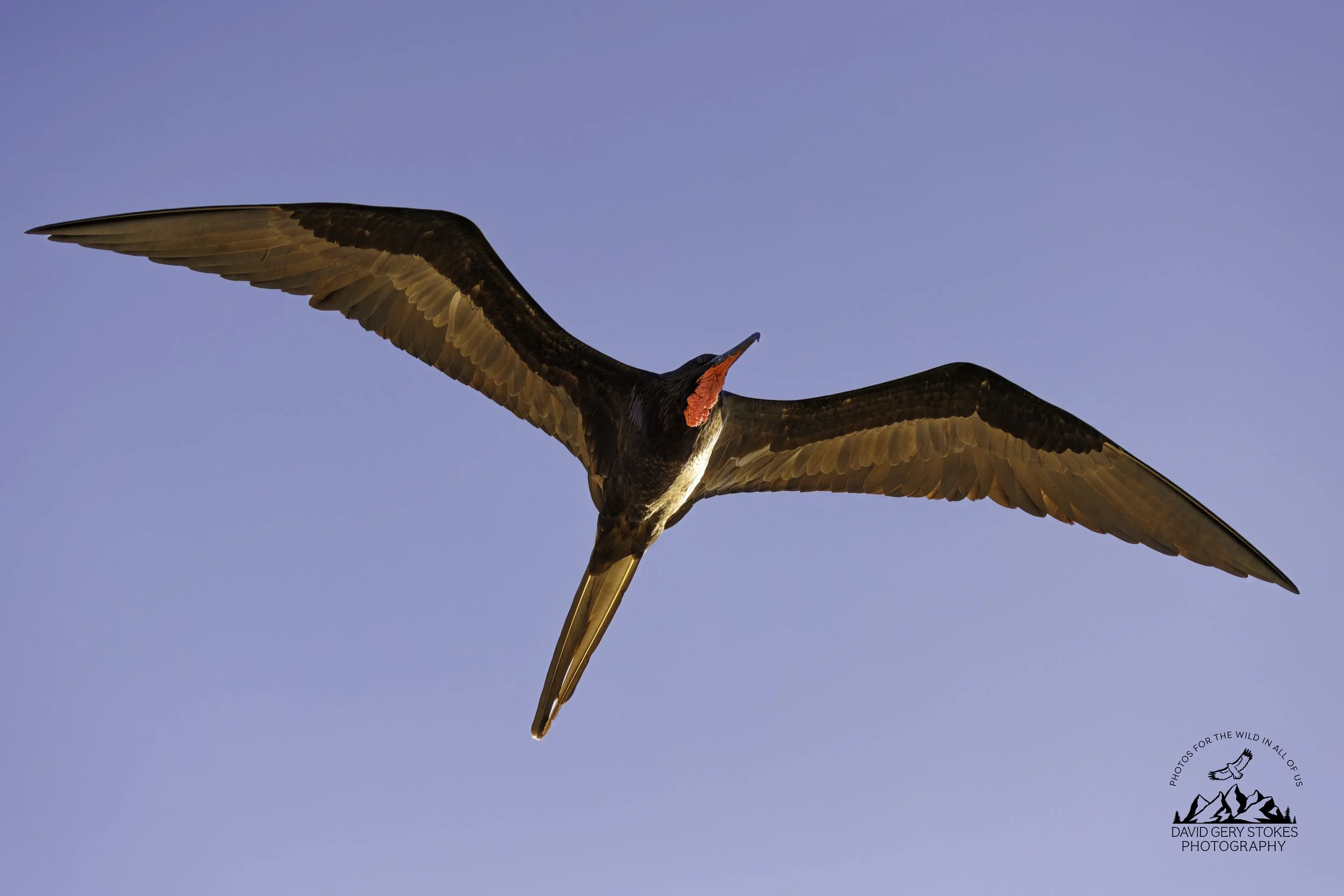 4660 Magnificent Frigatebird