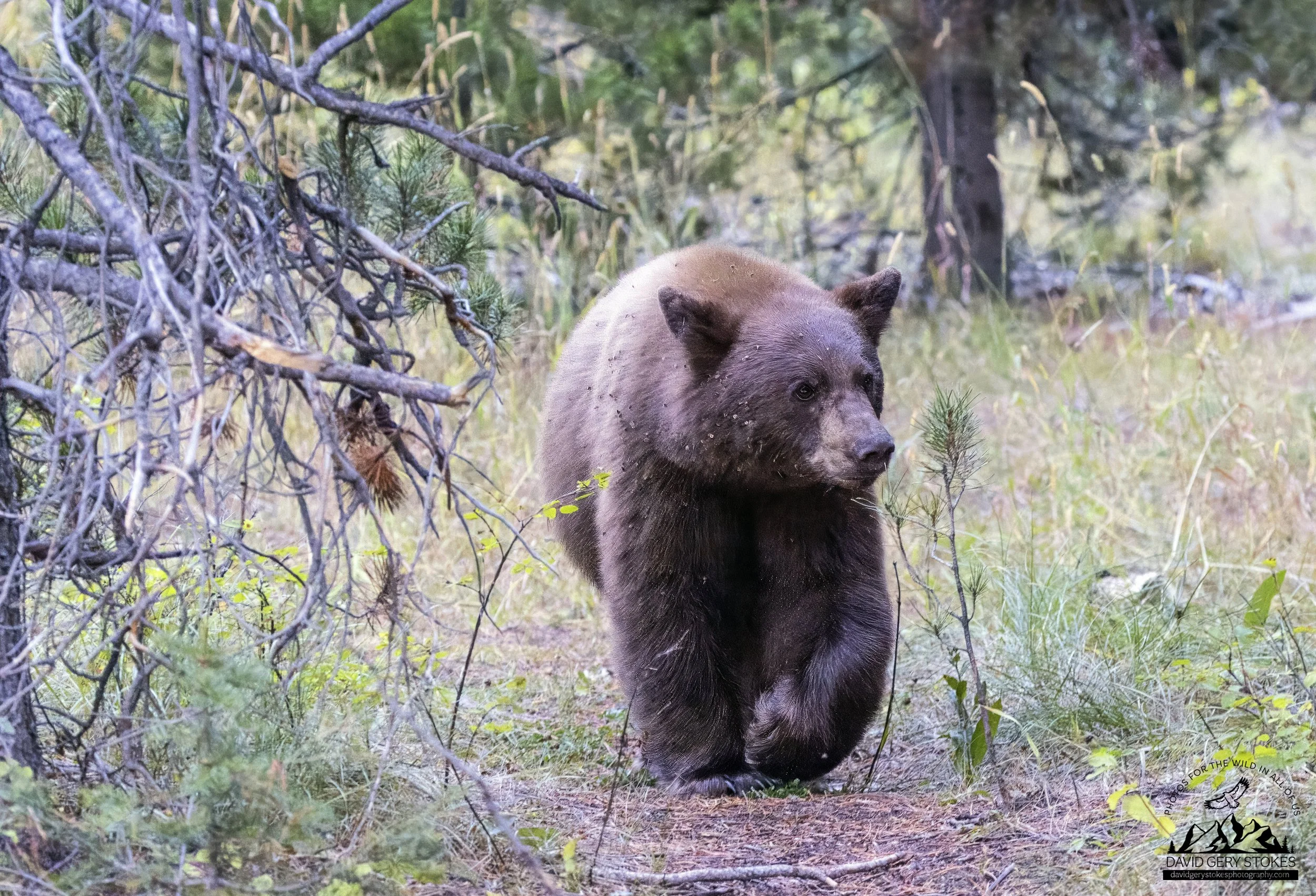 Brwn_Bear_YGT1_092022_9429.jpg