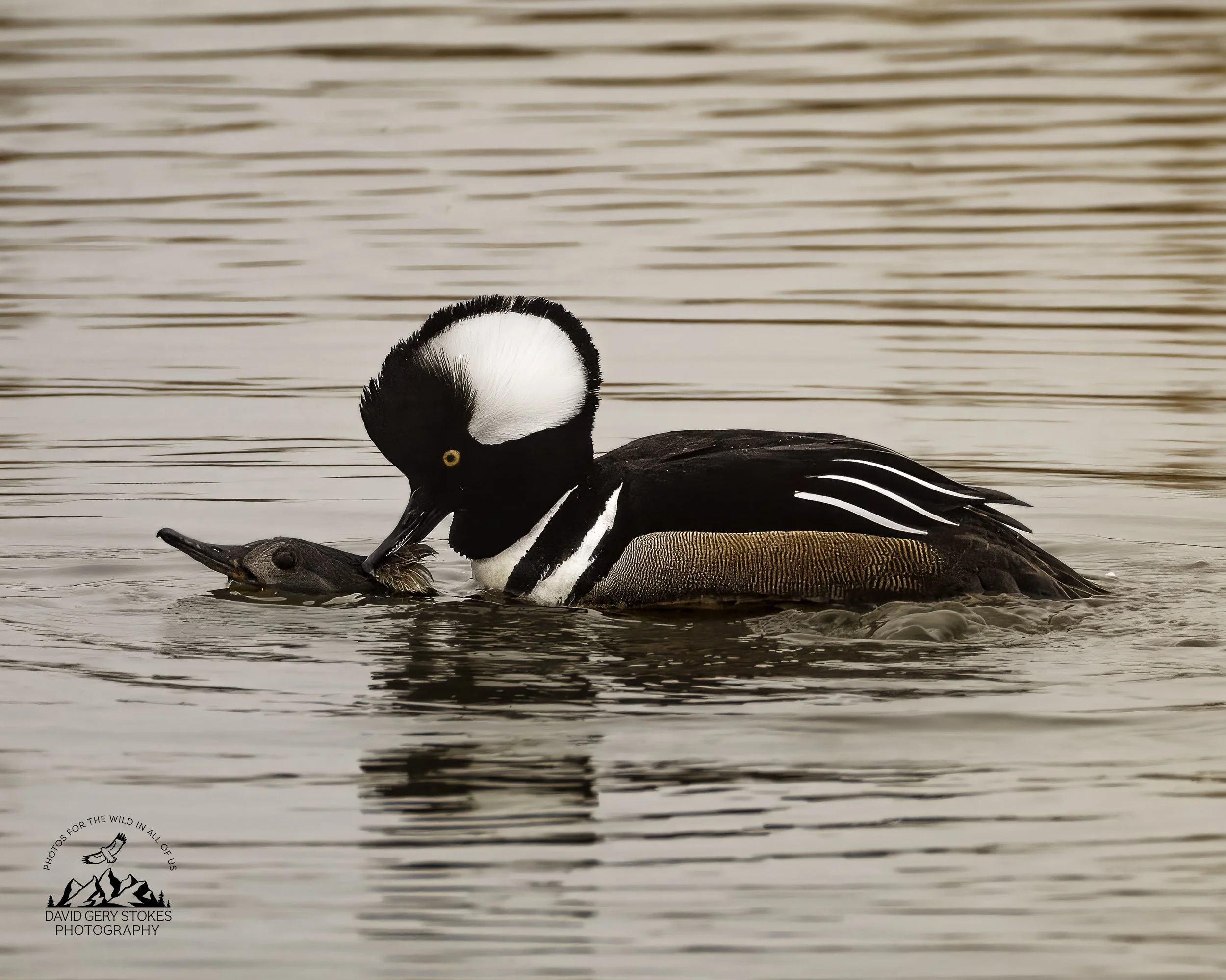 Hooded_Merganser_Mate_EF_030726_2014.jpg