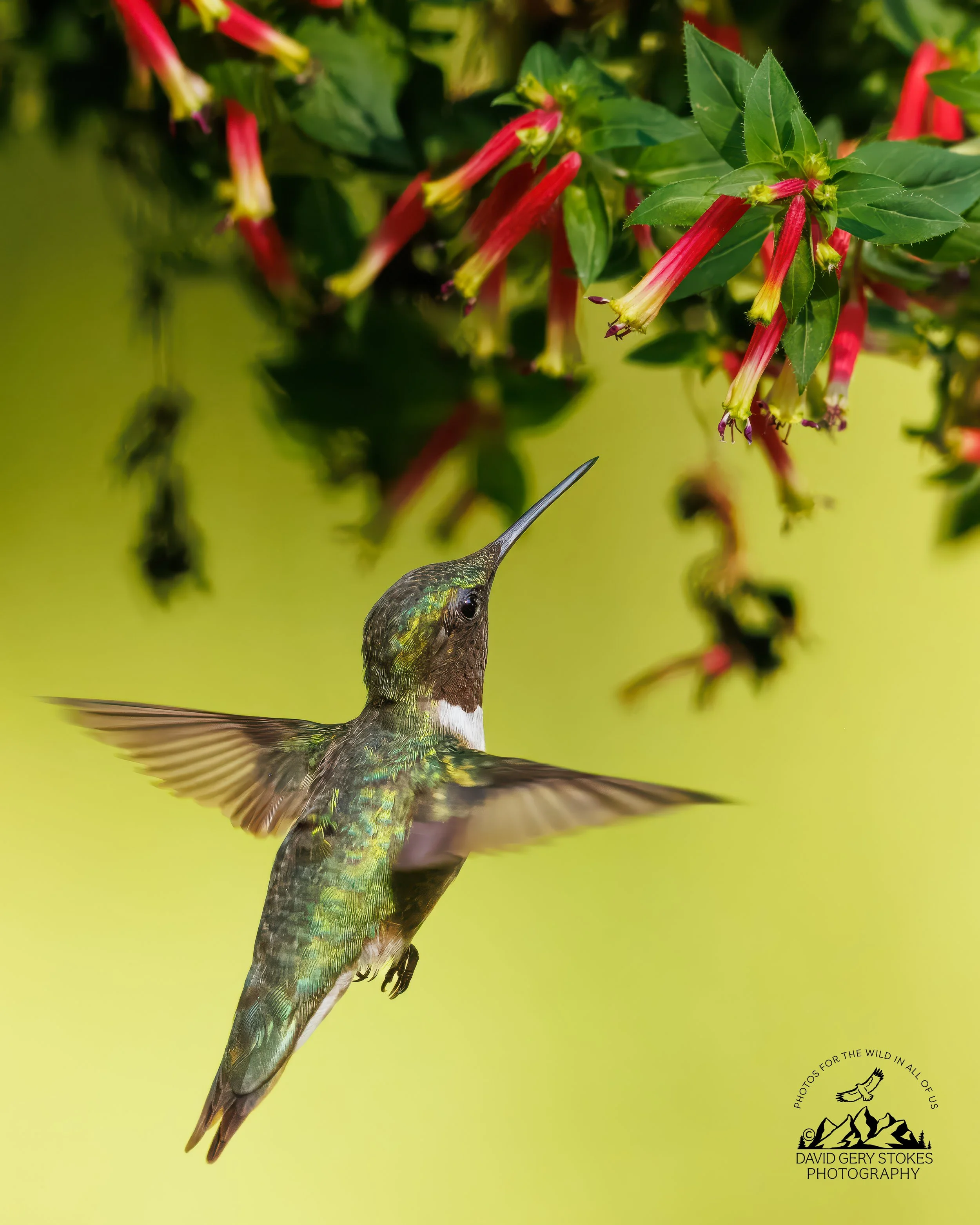 HBird_BY_080626_1590.jpg