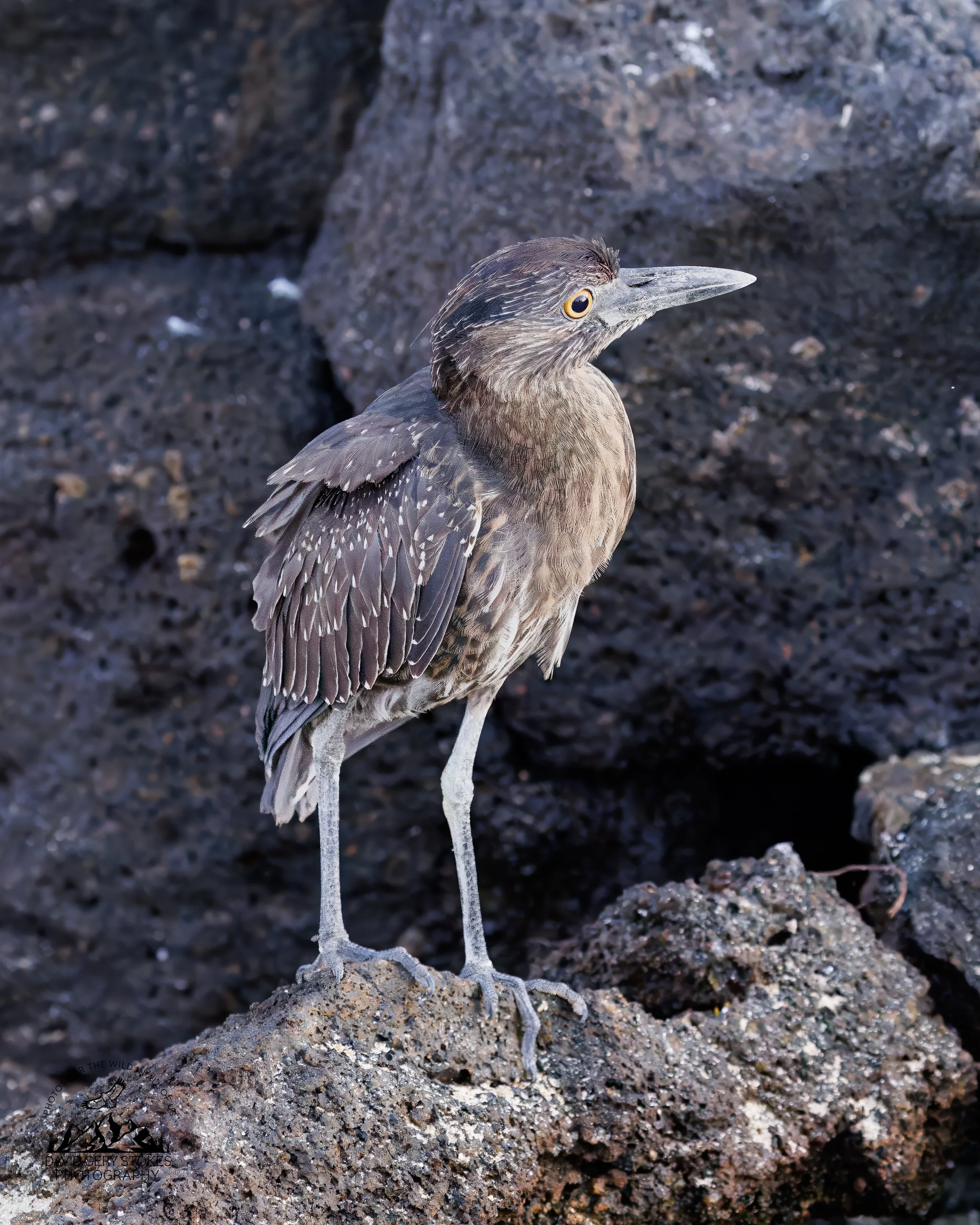 0328 Yellow-crowned Night Heron