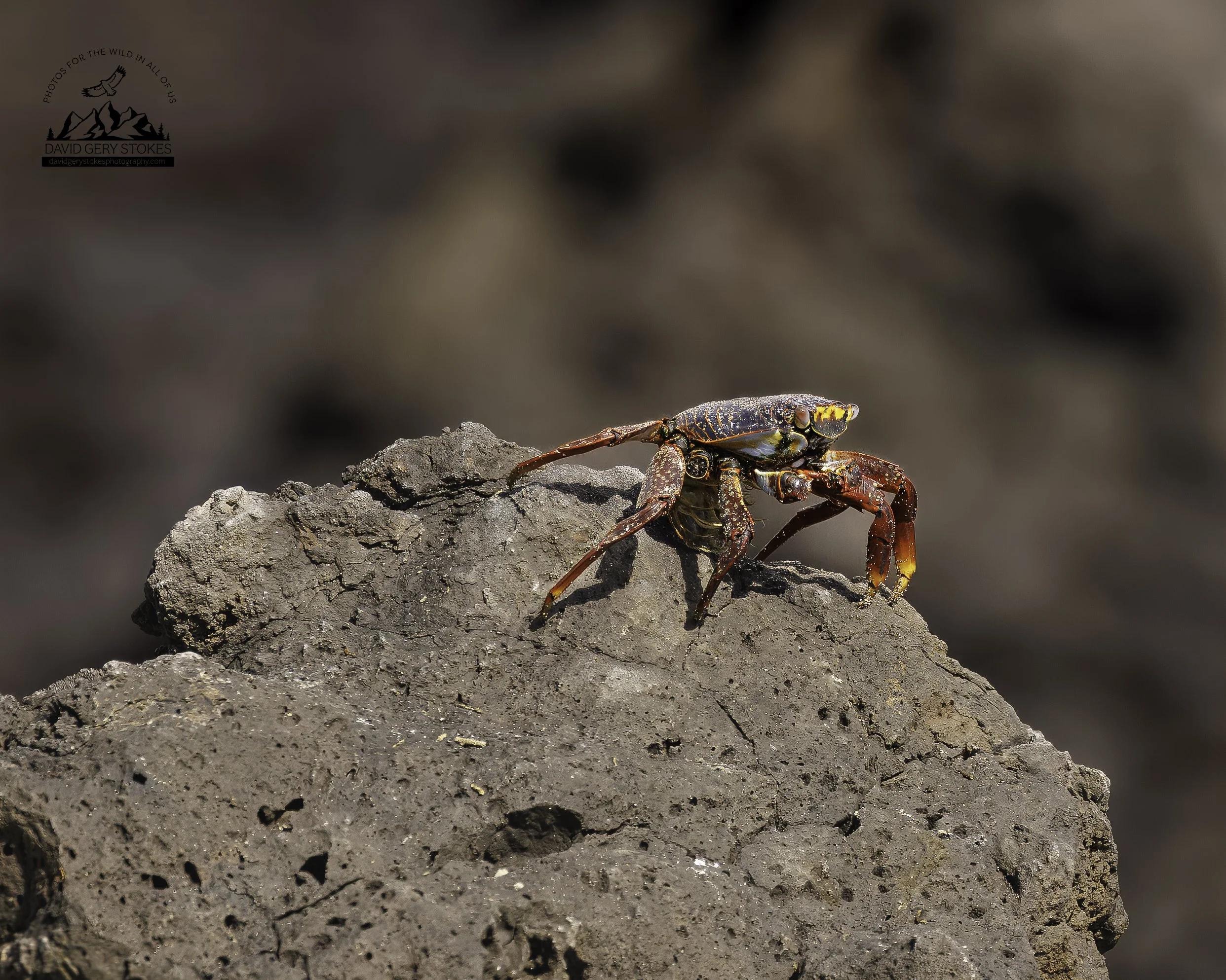 3461 Hairy Rock Crab