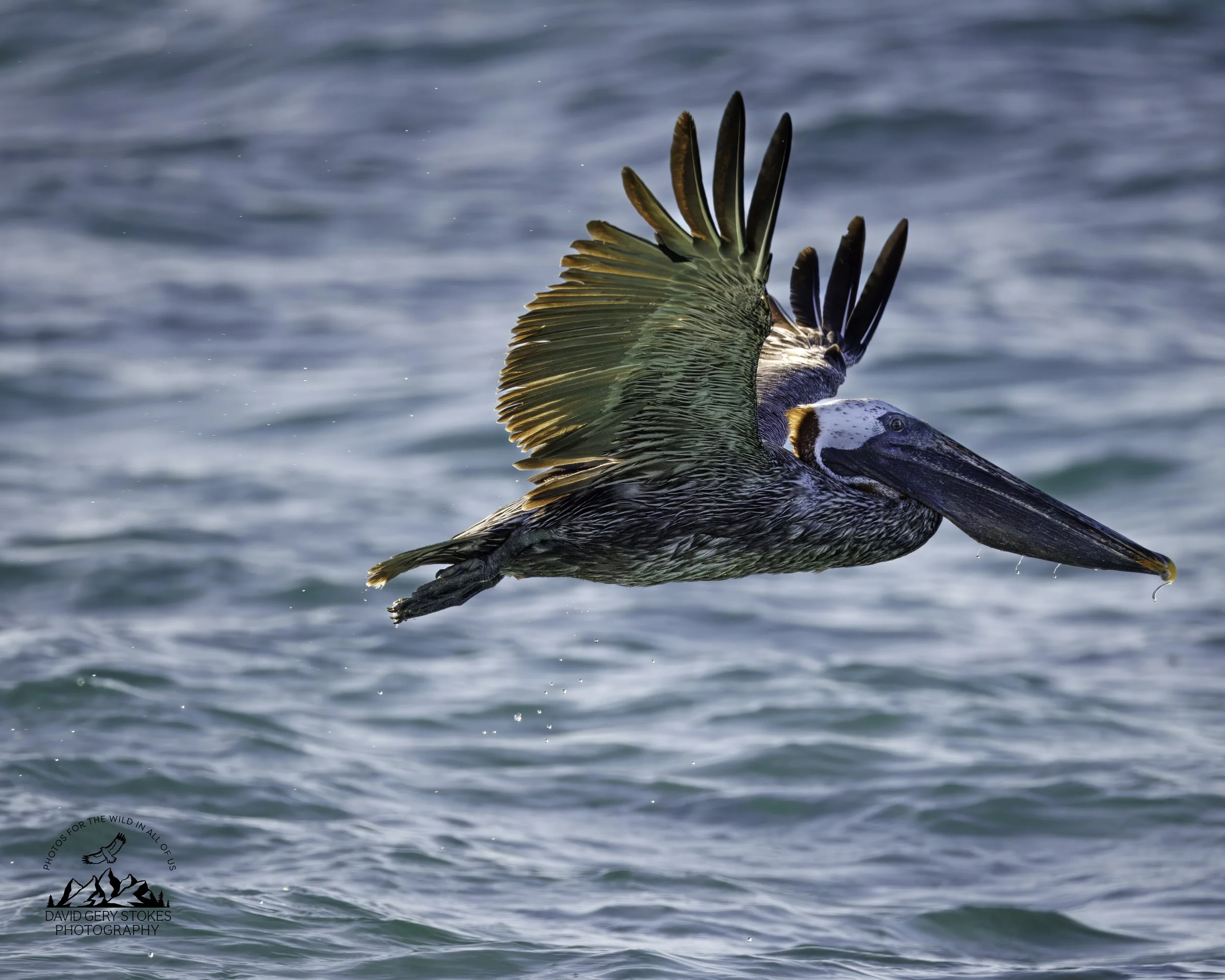 4695 Brown Pelican