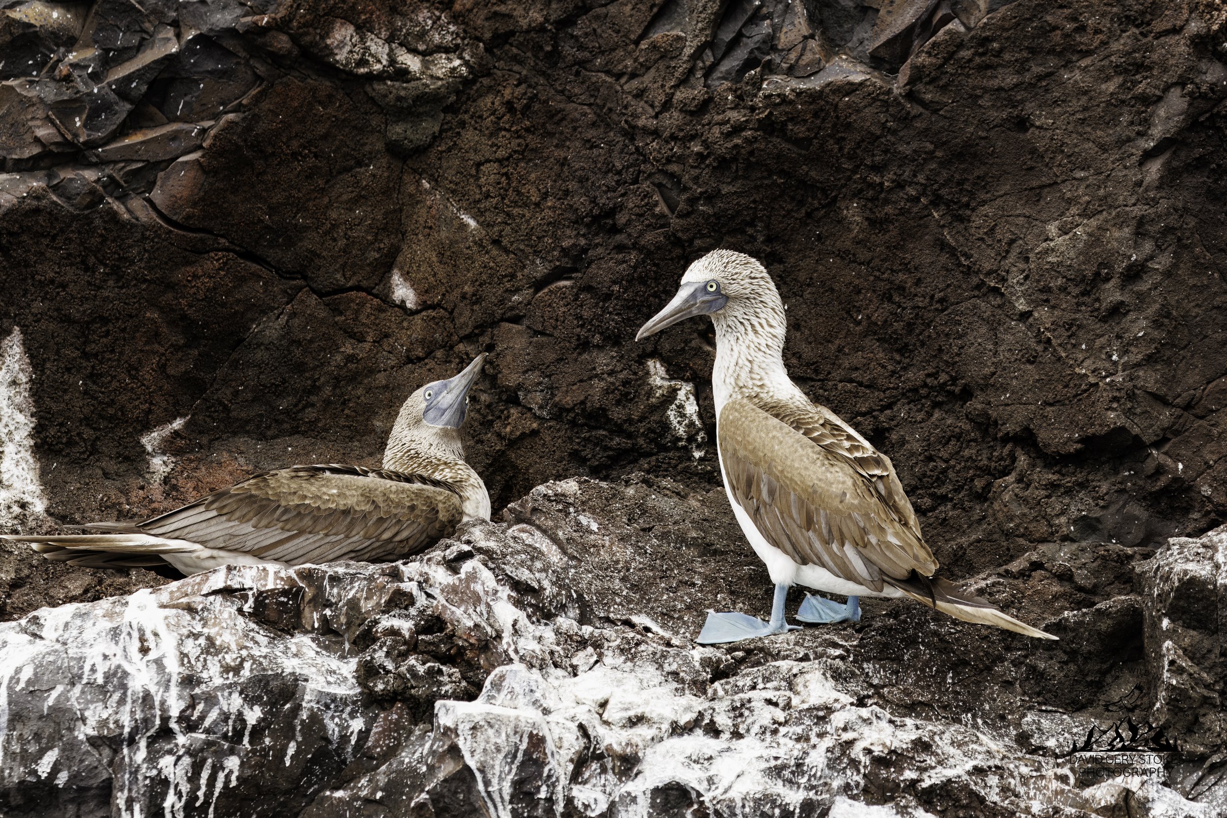 0035 Blue Footed Booby Pair