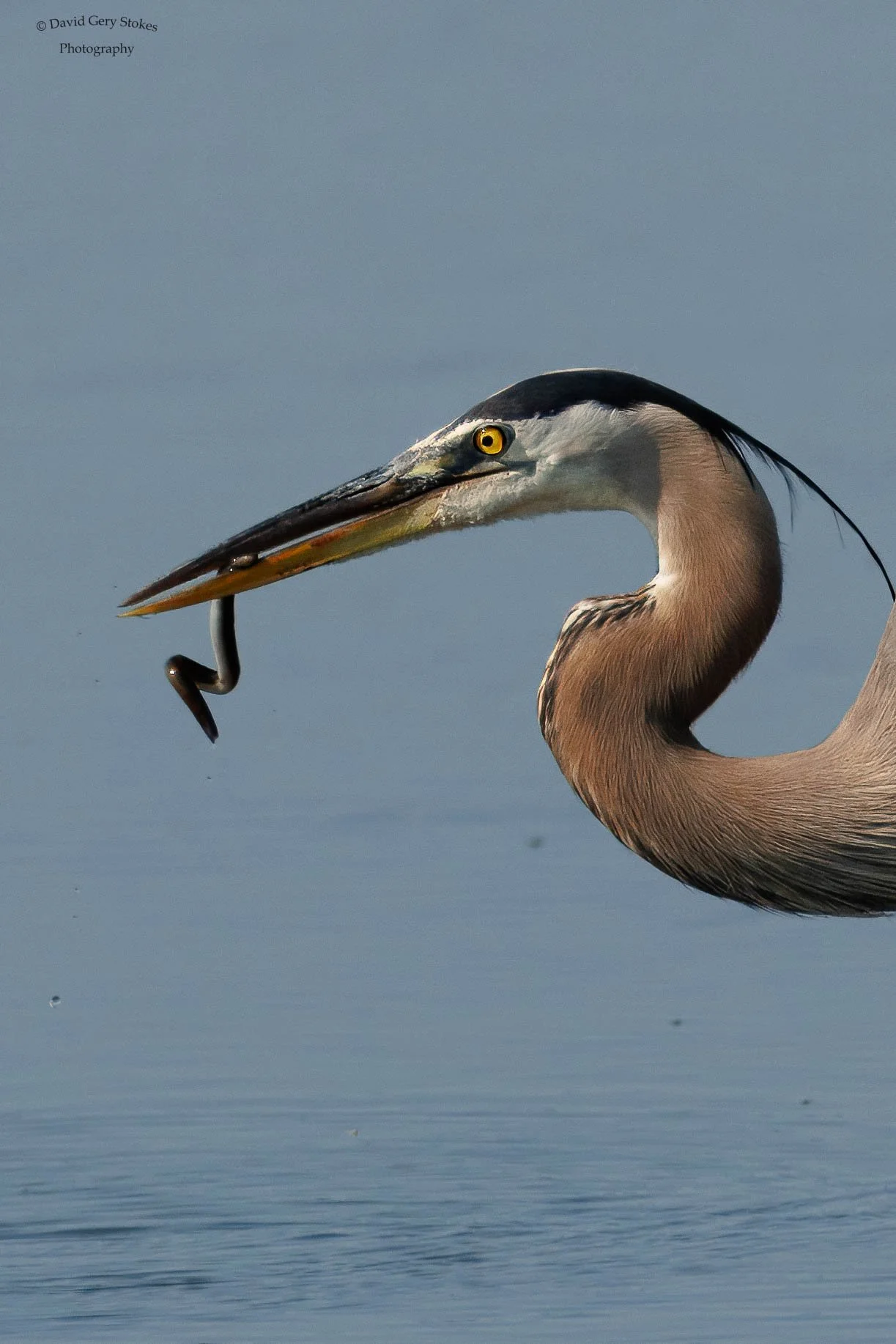 4795.  Eel Snack.  Great Blue Heron. Edwin Forsythe Wildlife Refuge, NJ.