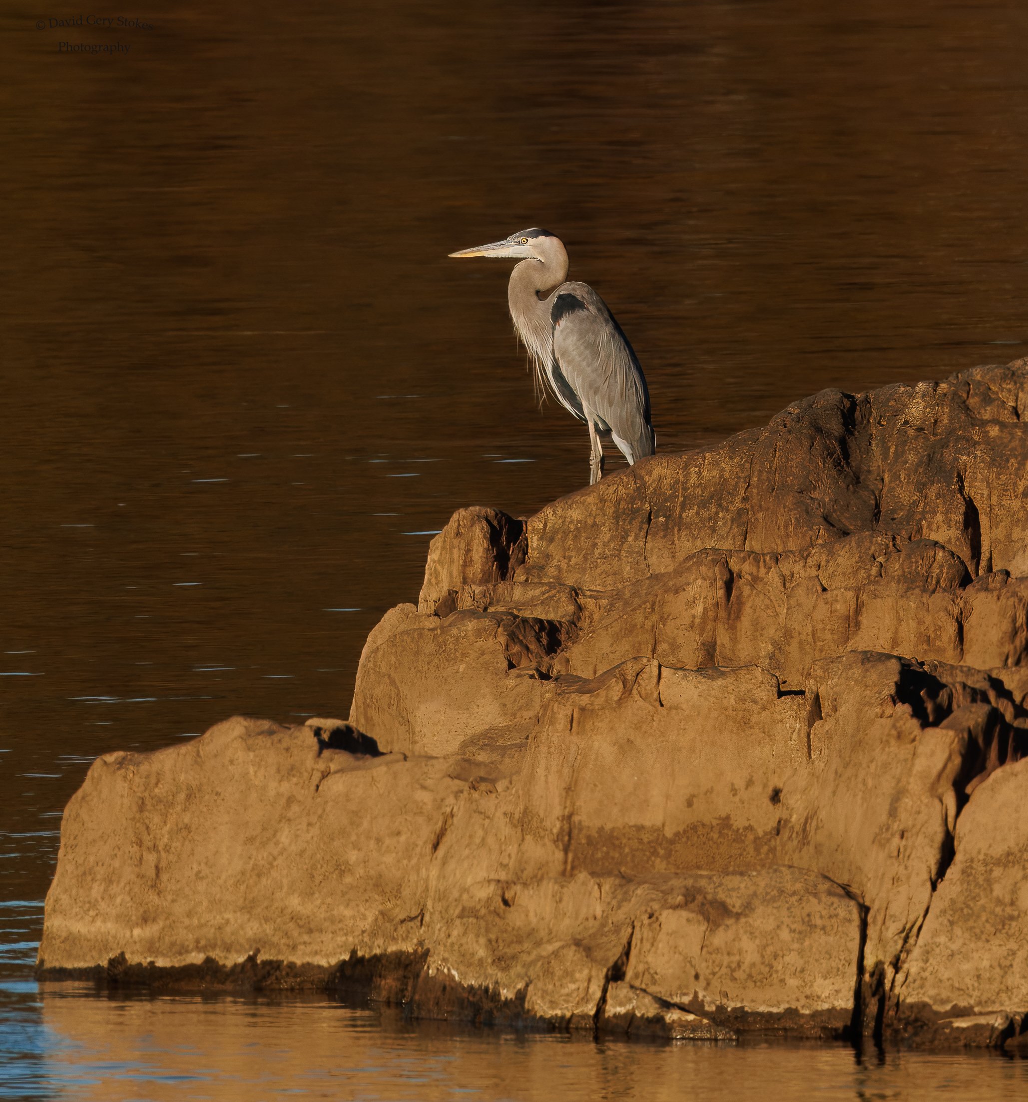 3333.  Heron on the Rocks.  Great Blue Heron. Conowingo Dam, MD.