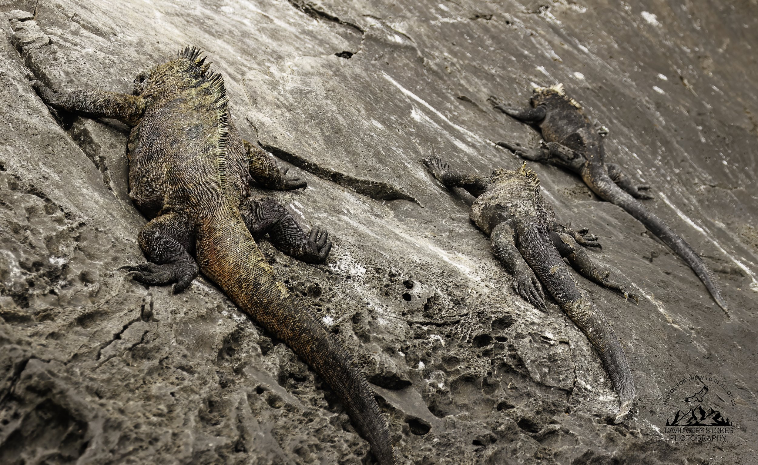 9949 Land and Marine Iguanas