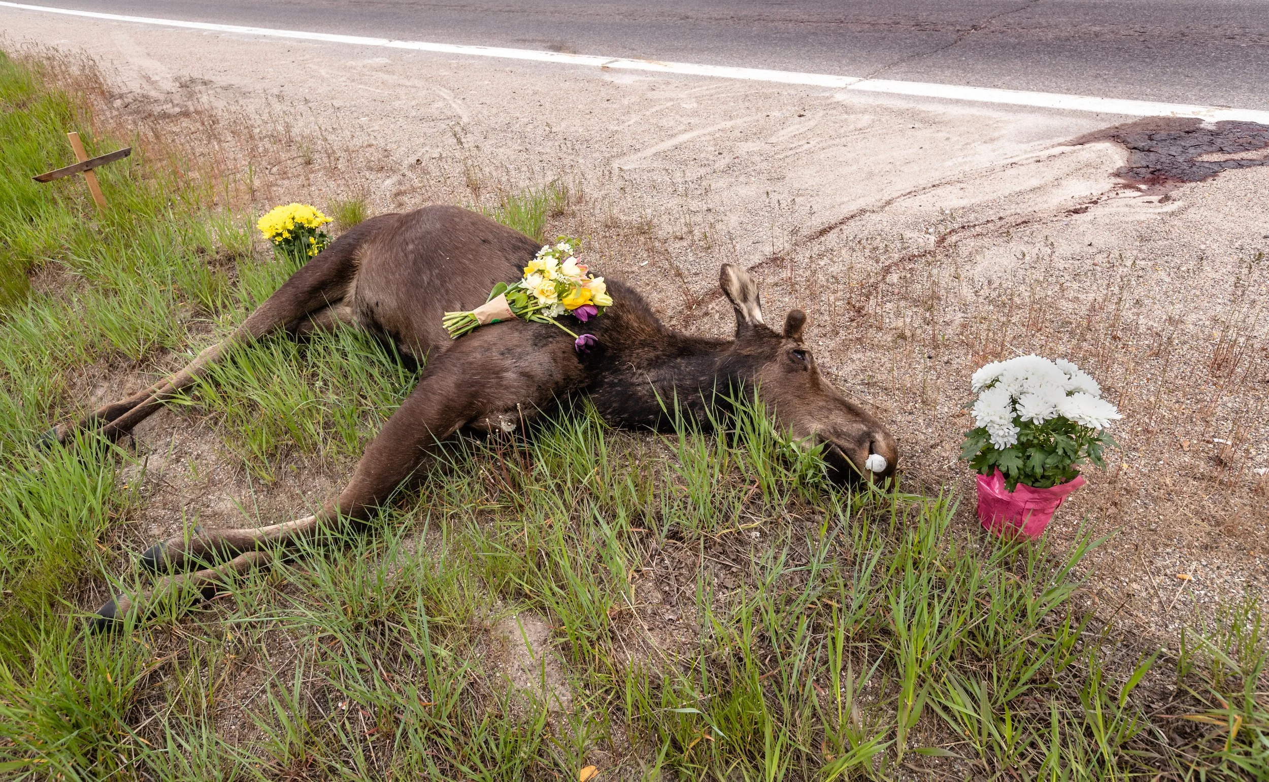 Buckrail: Wildlife crossing advocates expected to crash SPET talks today