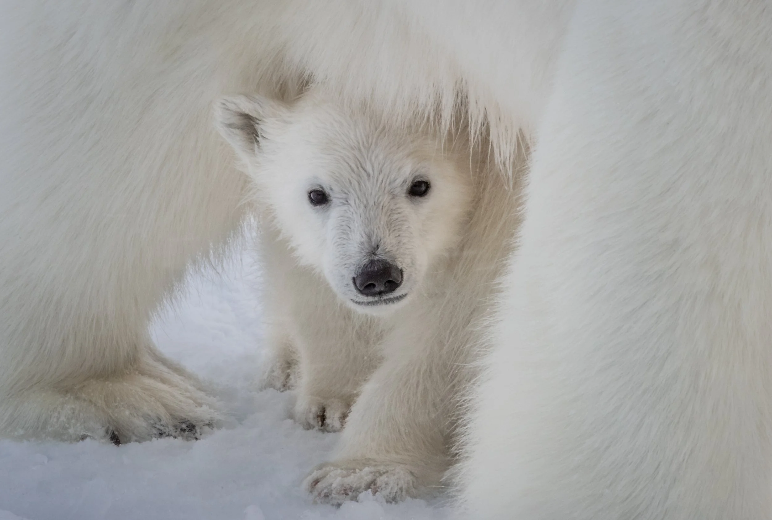 INTO THE ICE: Museum Exhibition, German Maritime Museum