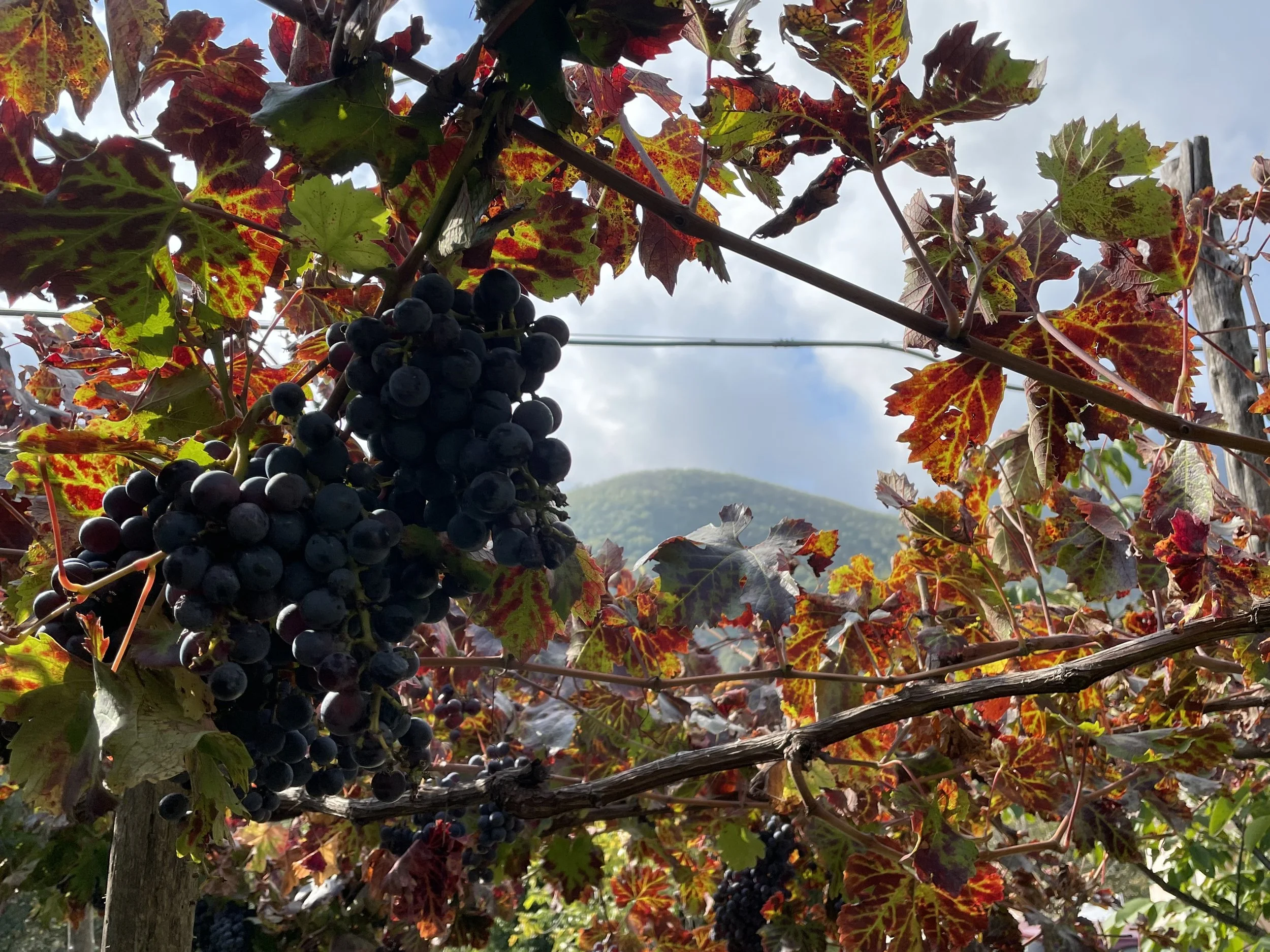 Piedirosso grapes, Cantine Olivella estate (Mount Somma-Vesuvius, Campania)