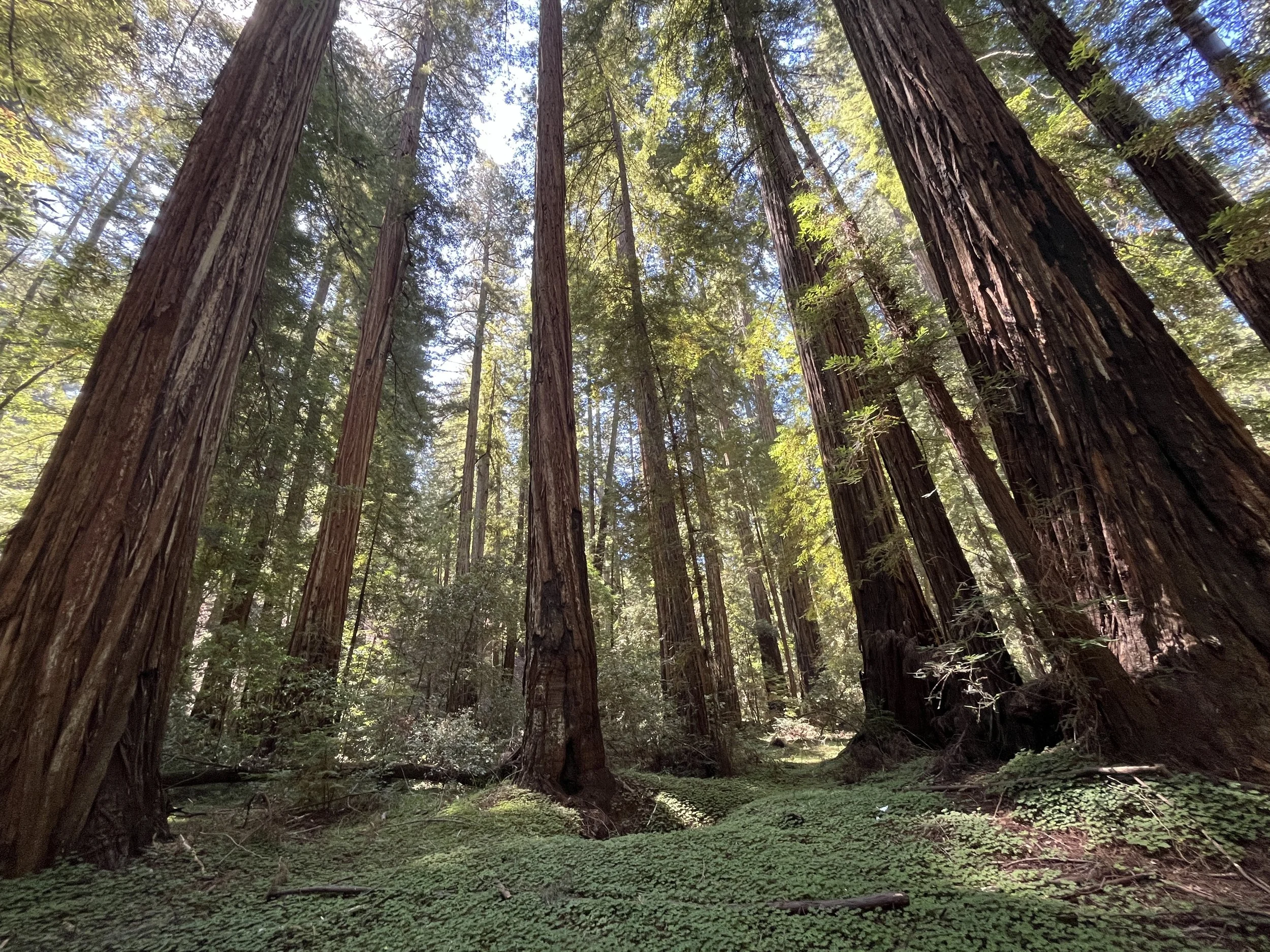 Tall redwood trees in a lush forest with green undergrowth and sunlight filtering through the canopy.