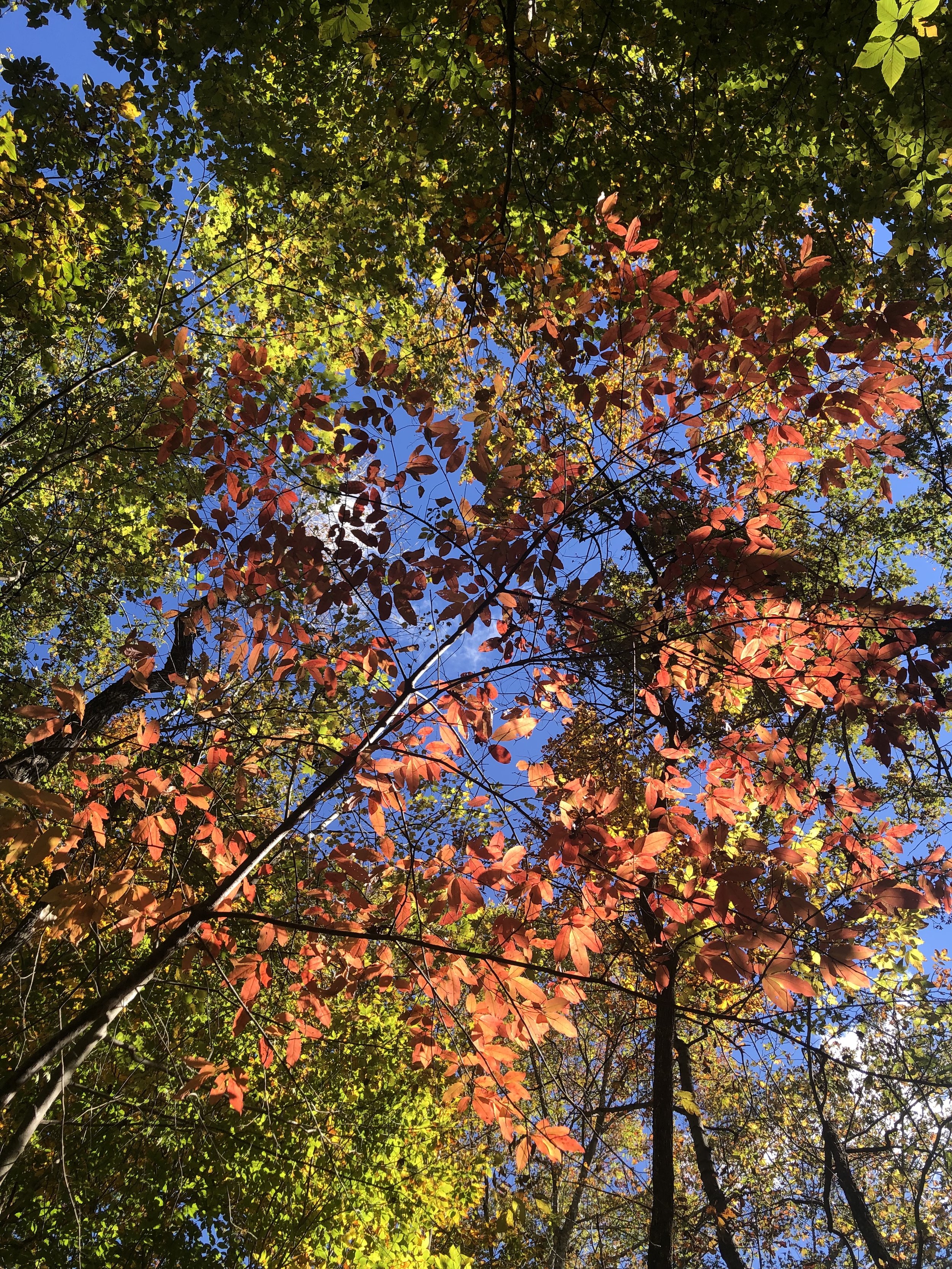 Understanding Postpartum OCD: What Intrusive Thoughts Are and How Therapy Can Help