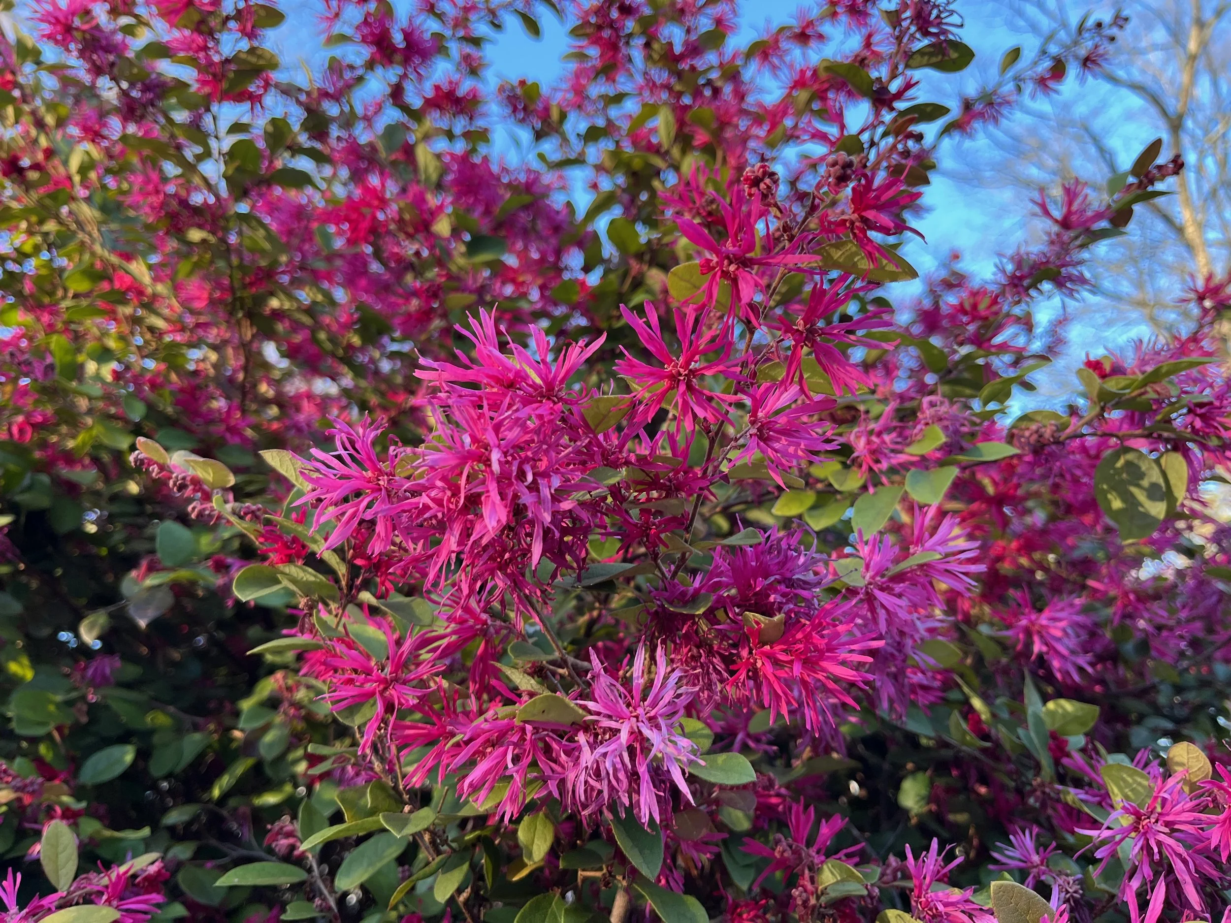 Postpartum Euphoria (“Baby Pinks”): What’s Normal and When to Seek Help