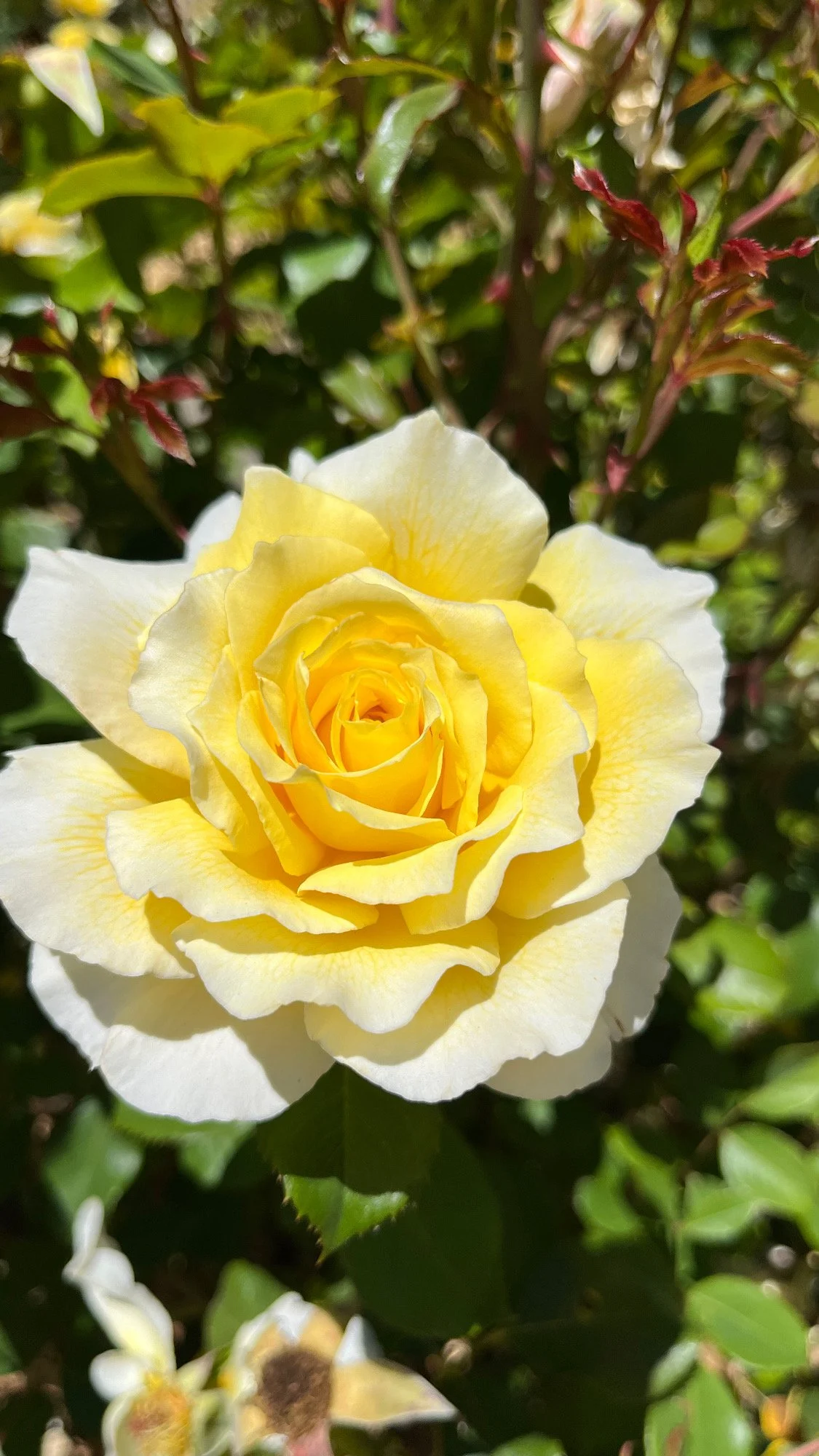 Close-up of a yellow and white rose in bloom with green leaves in the background.