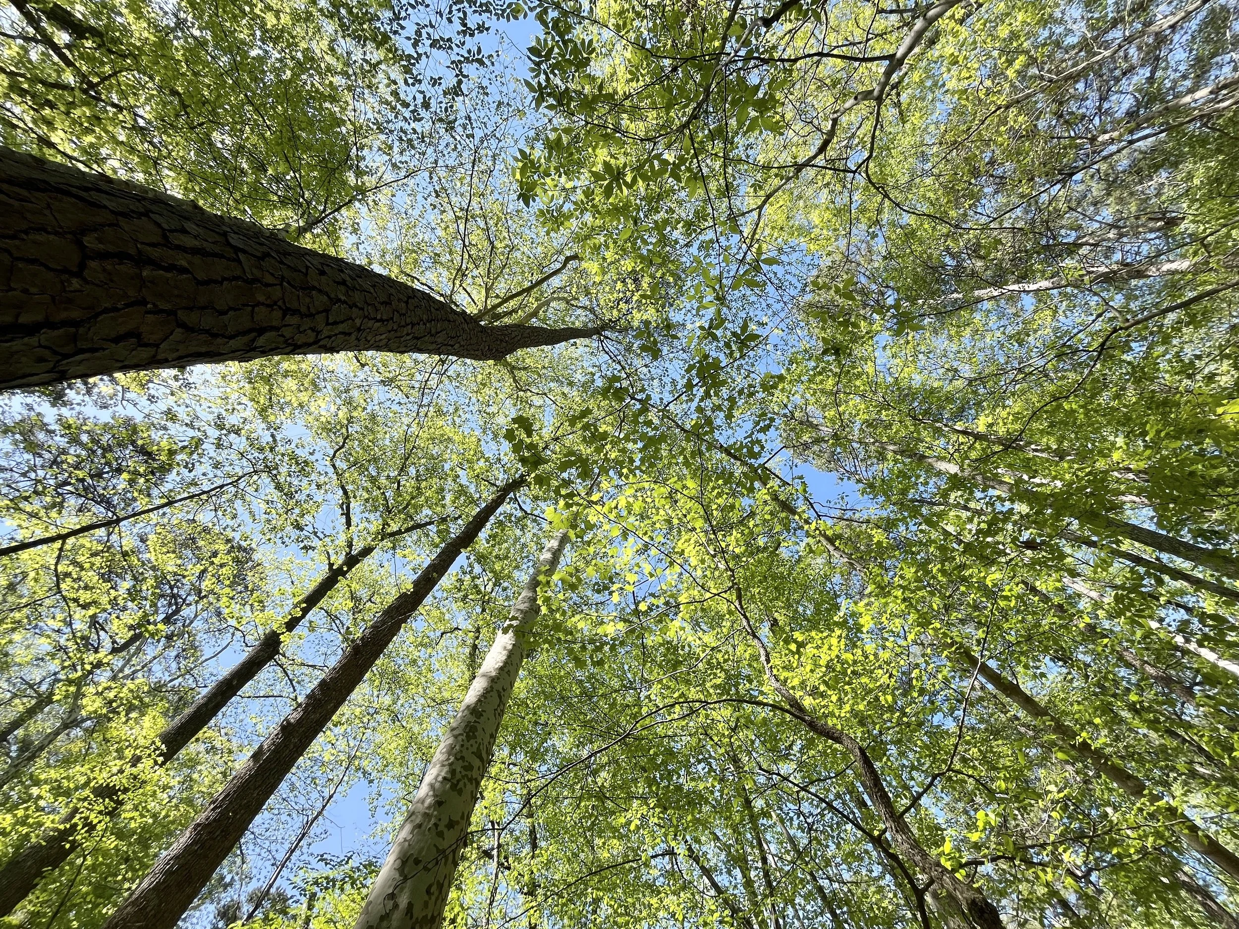 Coping Strategies for Medical Anxiety: We Don't Have to "Grin and Bear It"