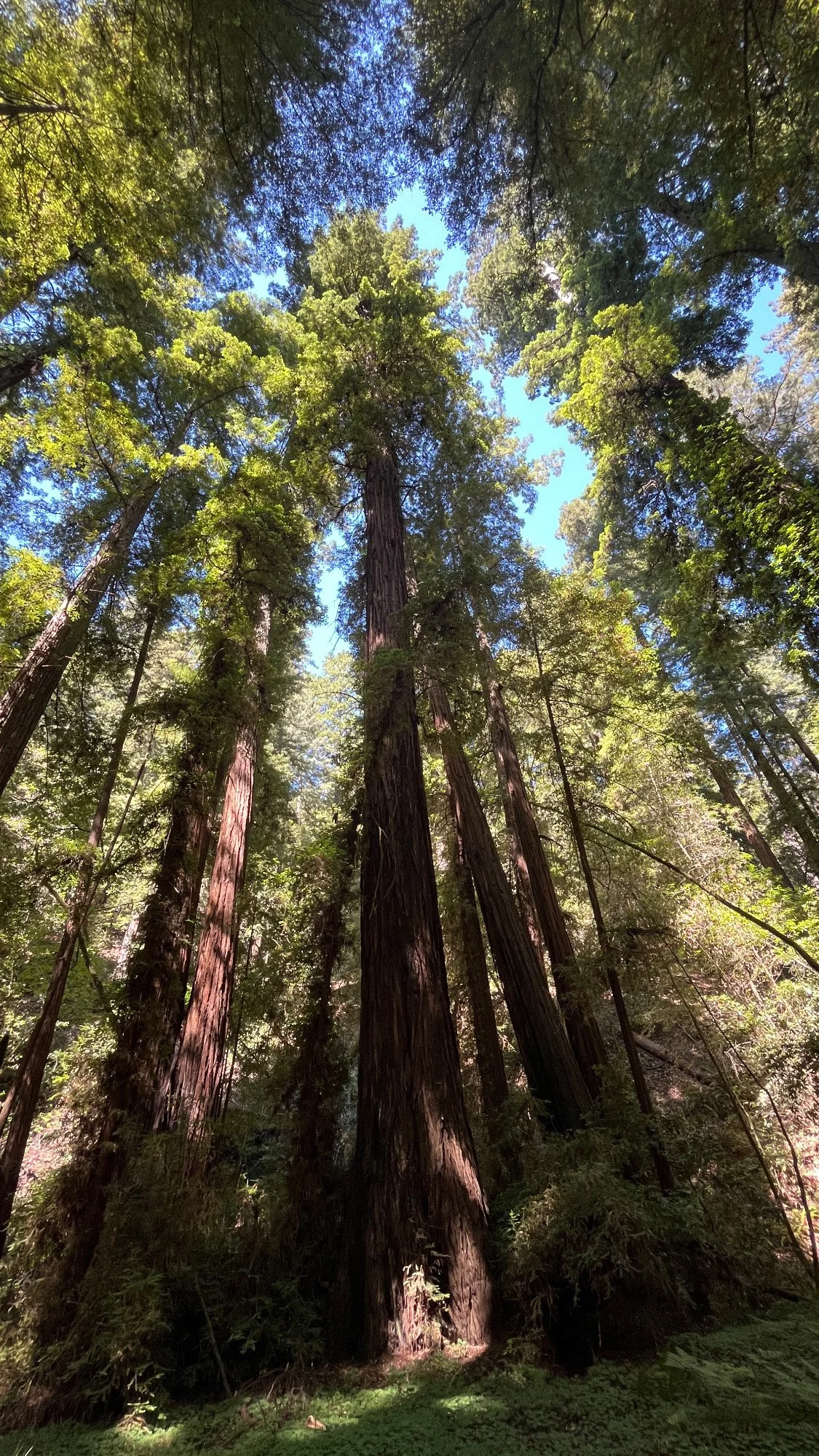 Tall redwood trees in a forest with a bright blue sky overhead and sunlight filtering through the leaves in Mendocino County, California.