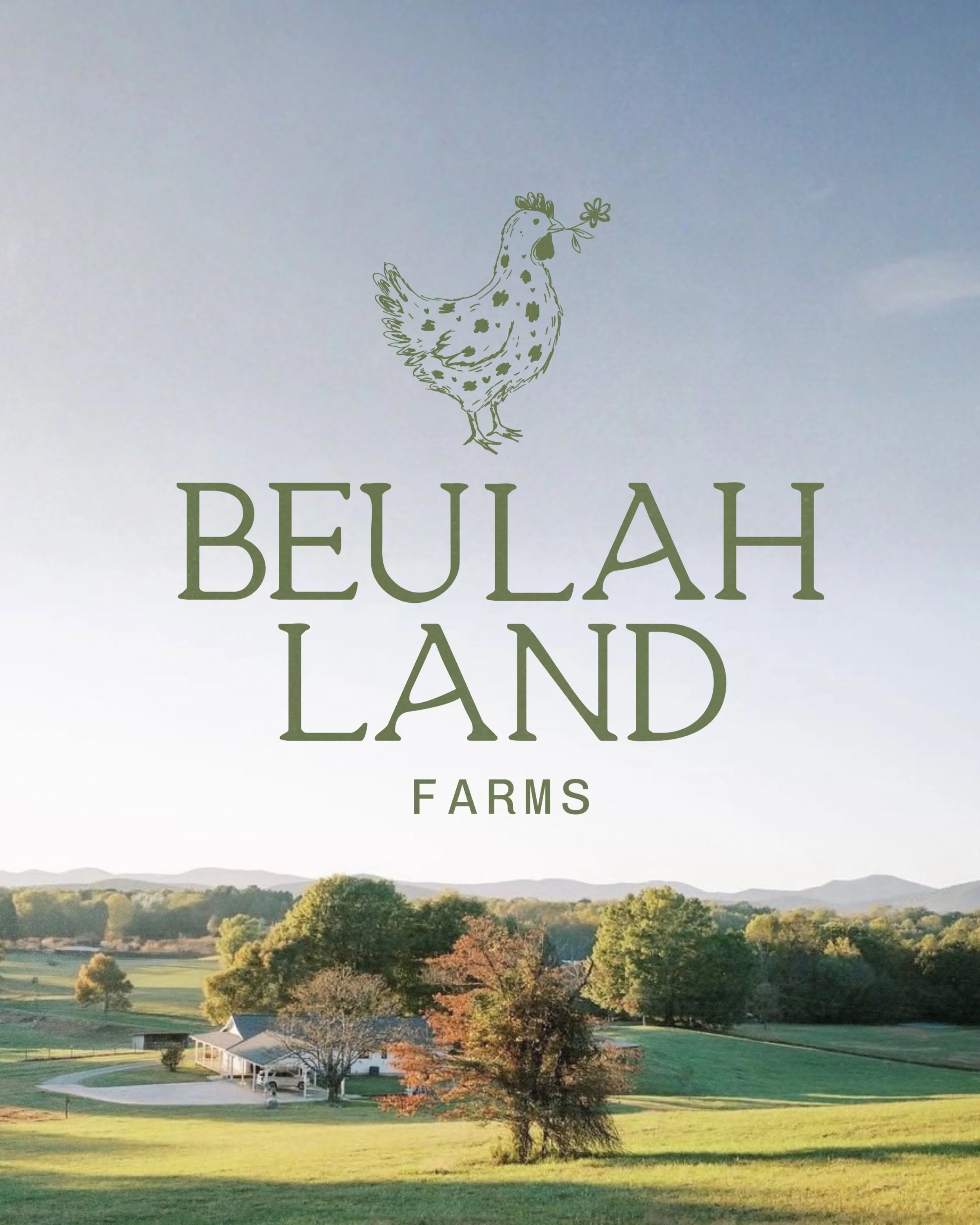 brand reveal // @beulahlandfarm 

rooted in 4 generations of family history, Beulah Land Farms is inspired by the simple everyday country life &amp; the traditions that have shaped it for years. 

to bring this brand to life we create a custom chicke