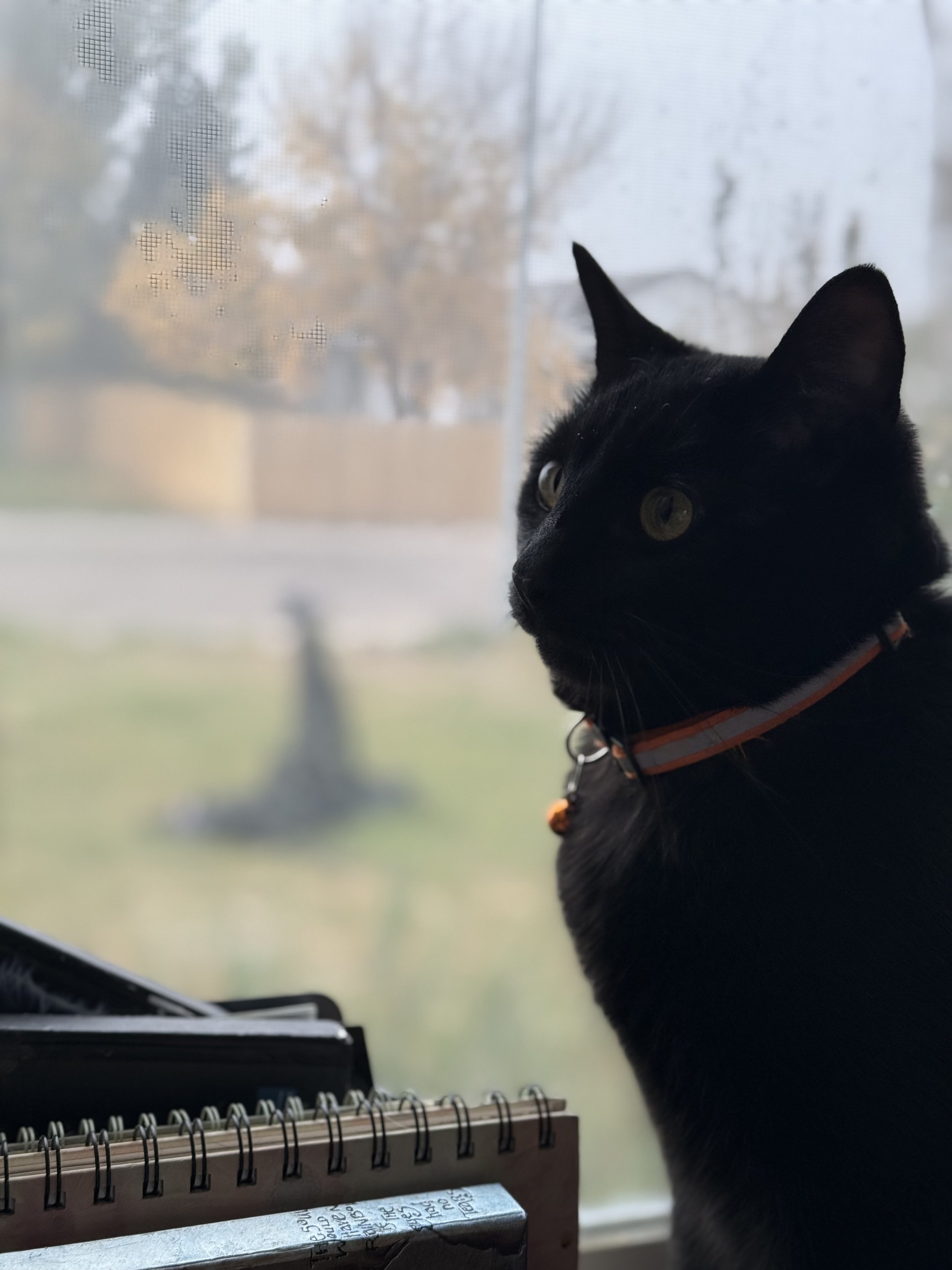IMG_3228.jpeg