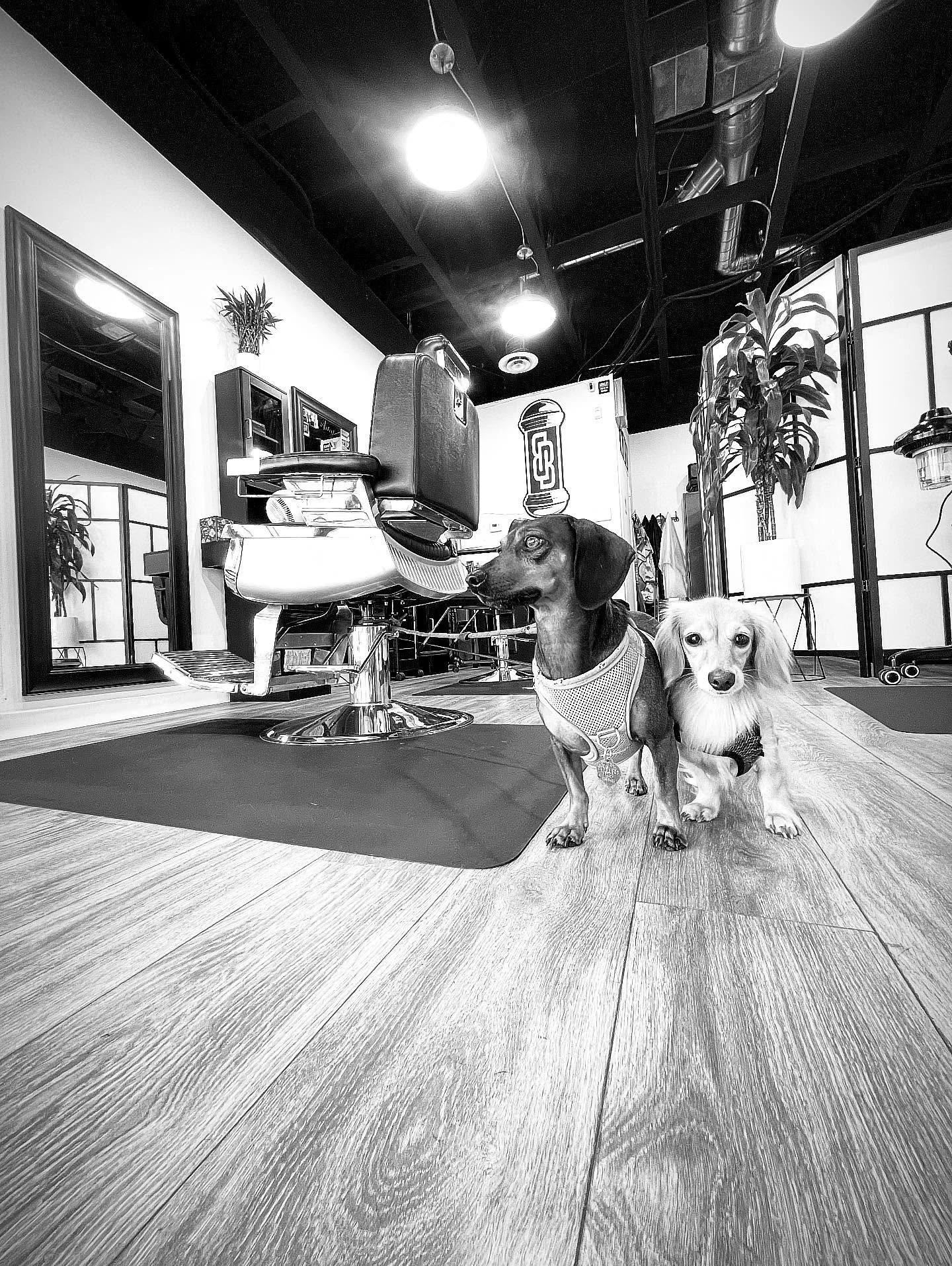 #binhsbarbershop #sandiegobarbershop #barber #sdbarber #sandiegobarber #clairemontbarber #clairemontbarbershop #dachsundsofinstagram #dachshund