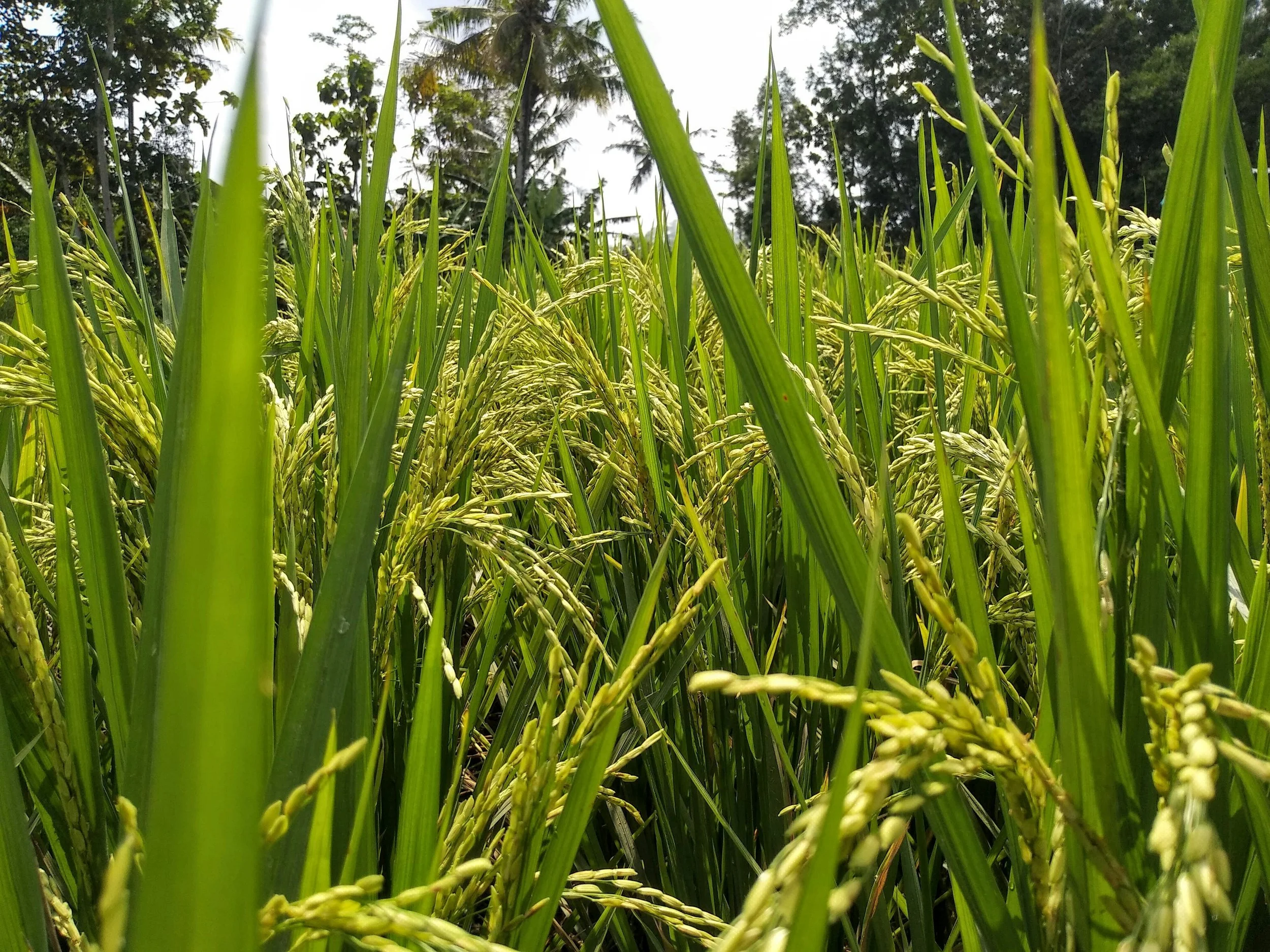 Ri(z)en de plus facile