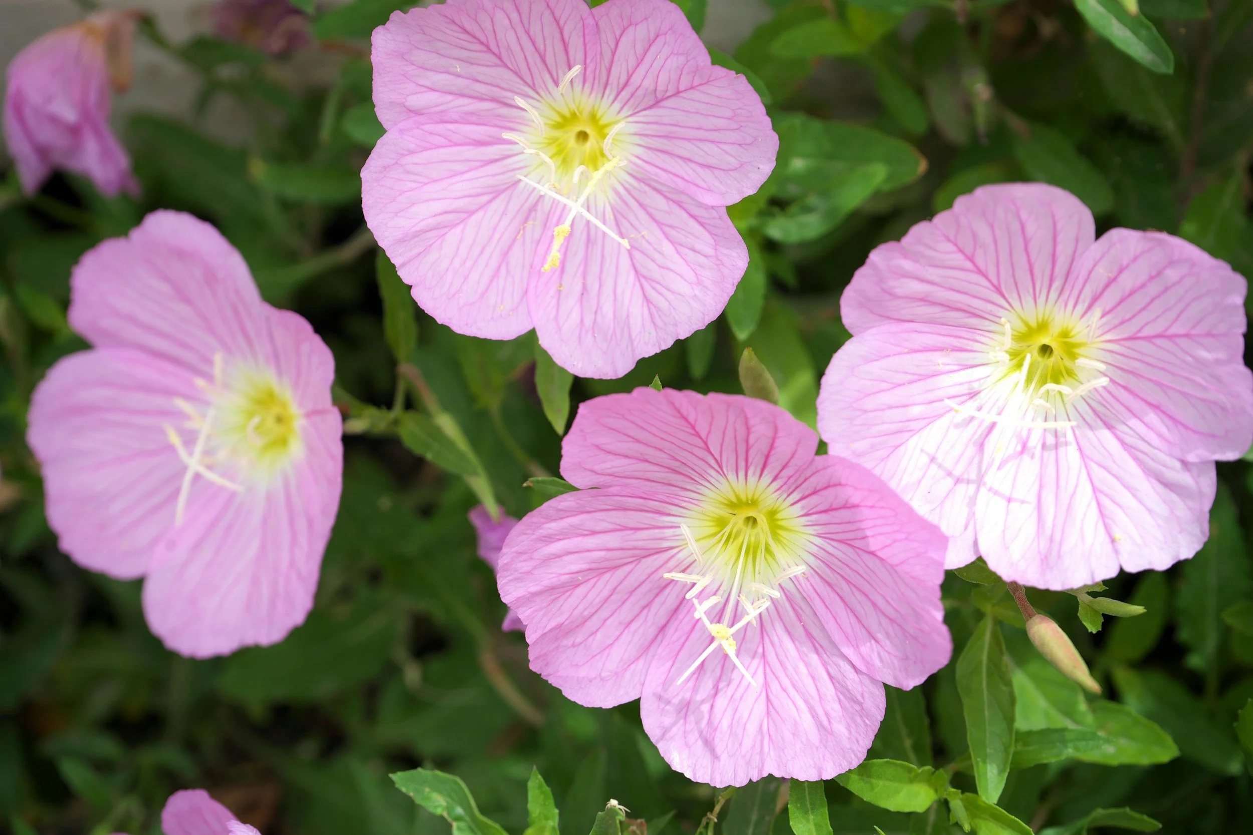 Evening Primrose Oil Before Labor: Does It Really Work?