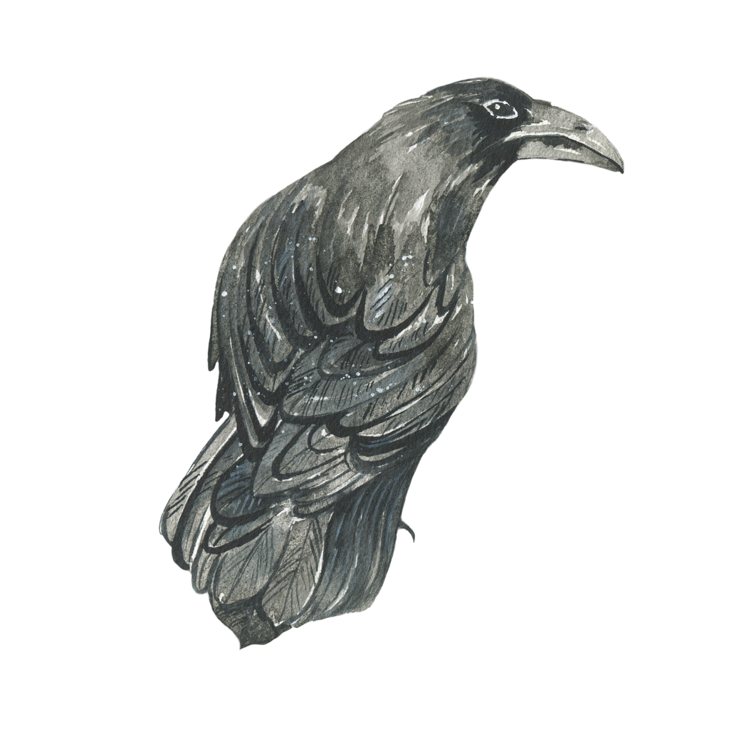 A detailed black and white illustration of a bird with a prominent curved beak, depicted with various shading and line work.