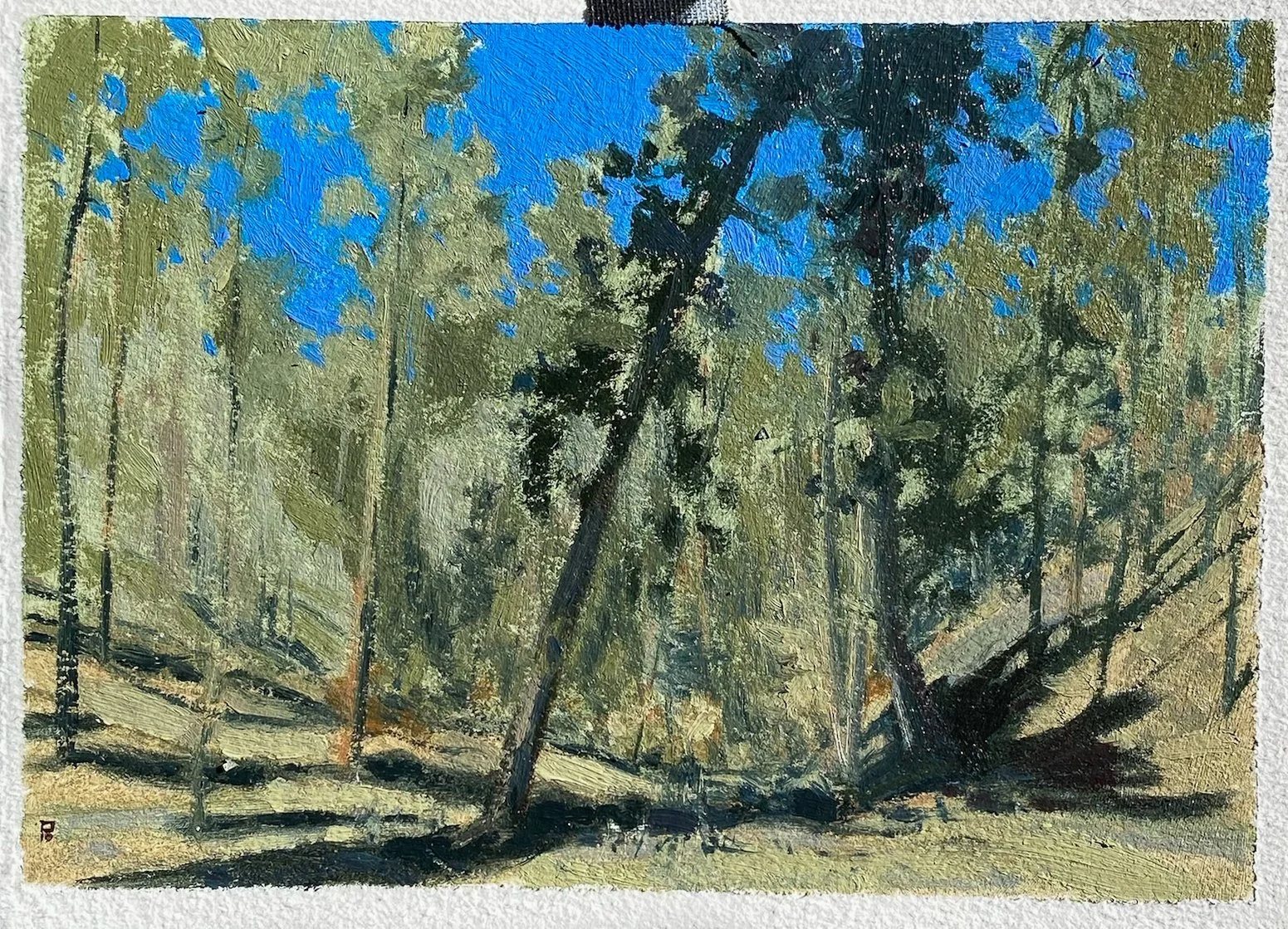 Mountain firs, New Mexico 2021
Oil on paper
5” x 7” 