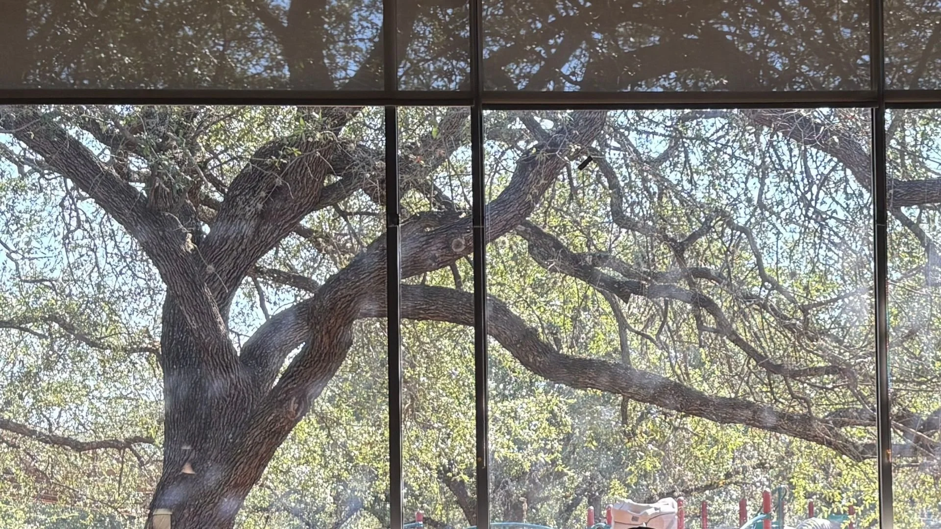 What the Tree Knows