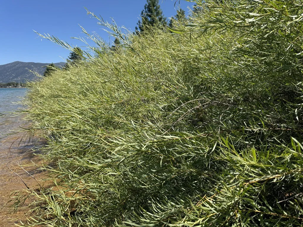 Volunteer Willow &amp; Cottonwood Picking - Elk Creek, Augusta, MT