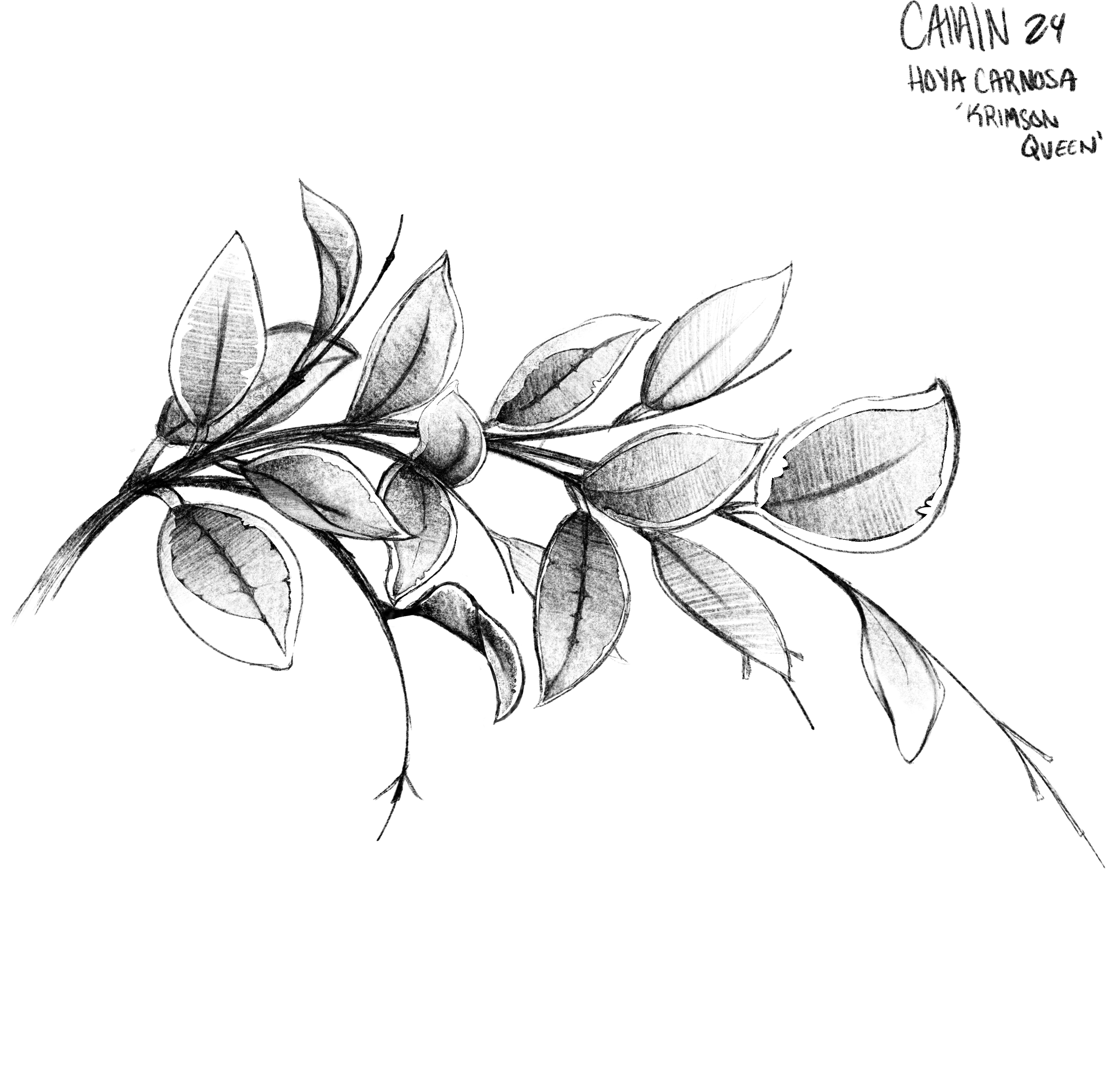 Untitled_Artwork 9.png