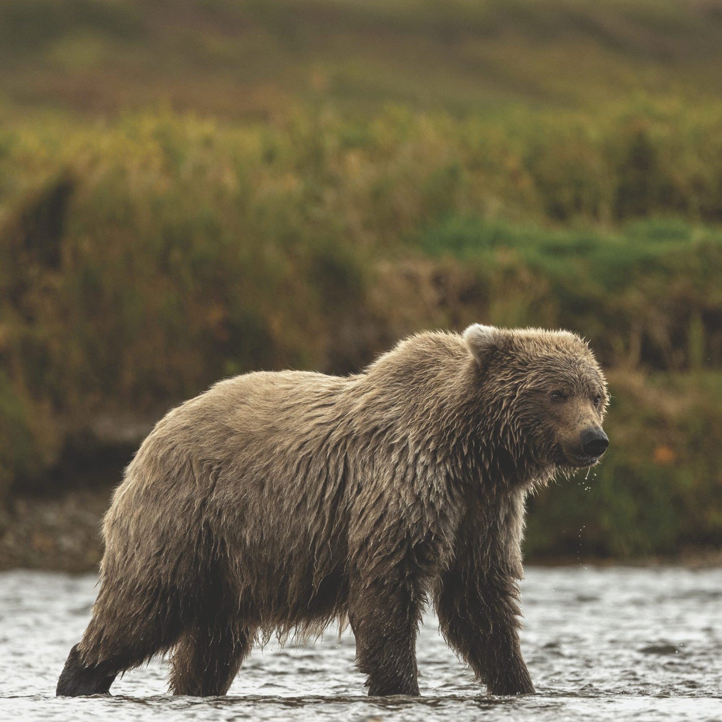 Katmai National Park offers one of the most extraordinary wildlife experiences on Earth&mdash;watching brown bears roam, fish, and play in their natural habitat. Swap the platforms for a floatplane adventure that puts you eye to eye with Alaska&rsquo