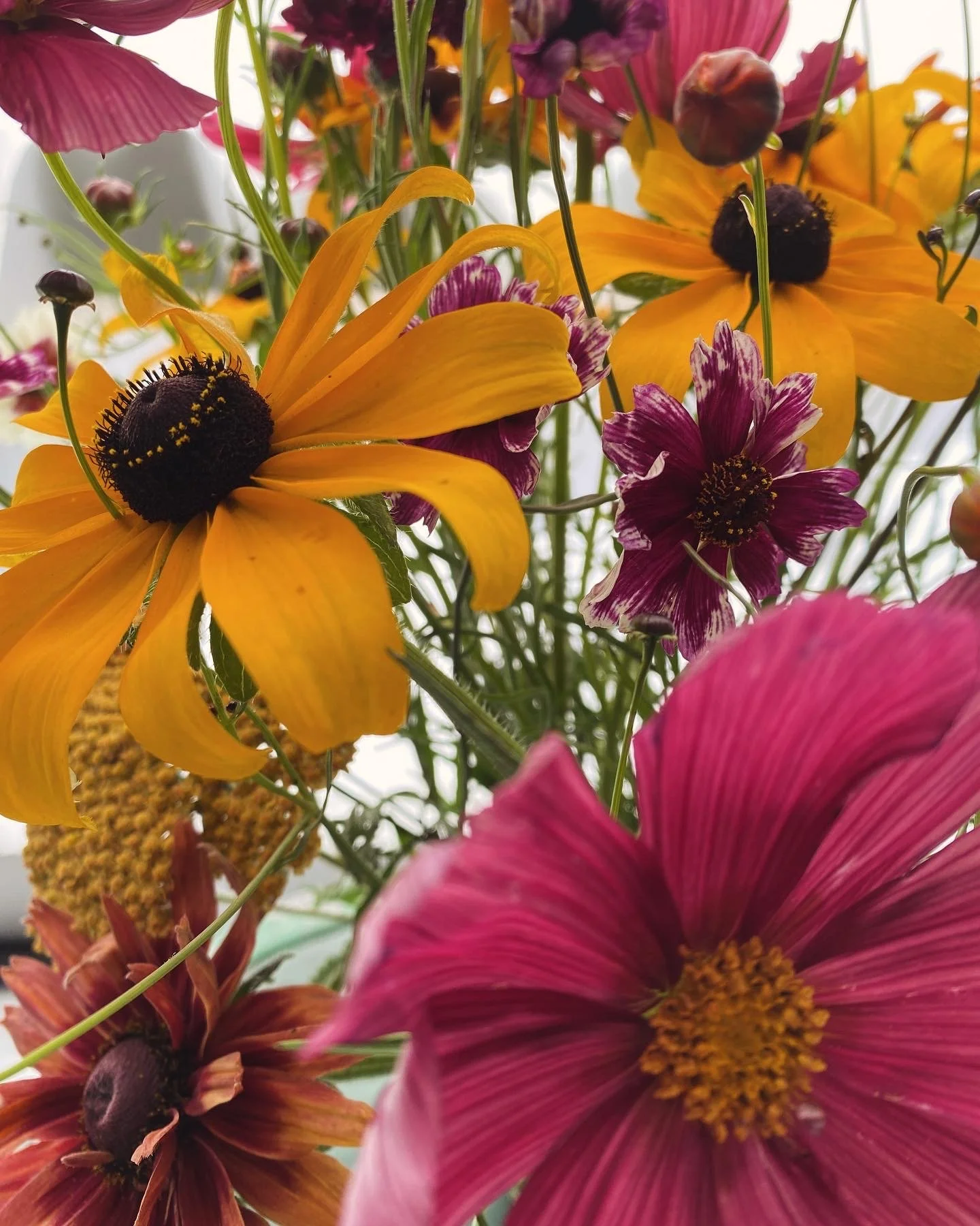 Early Summer CSA - 2 Weeks