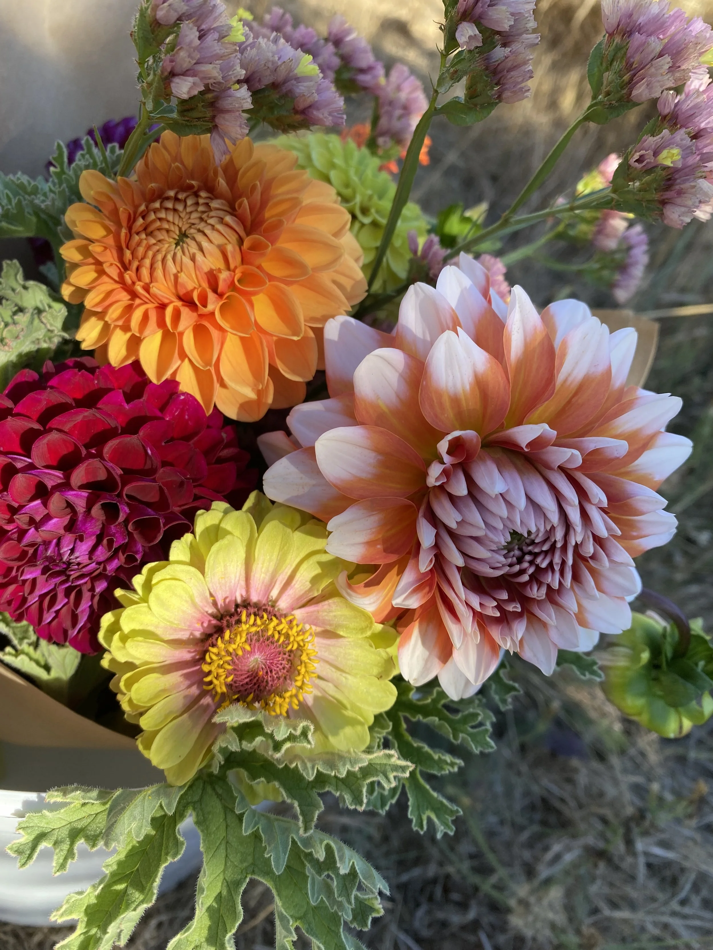 September Dahlia CSA