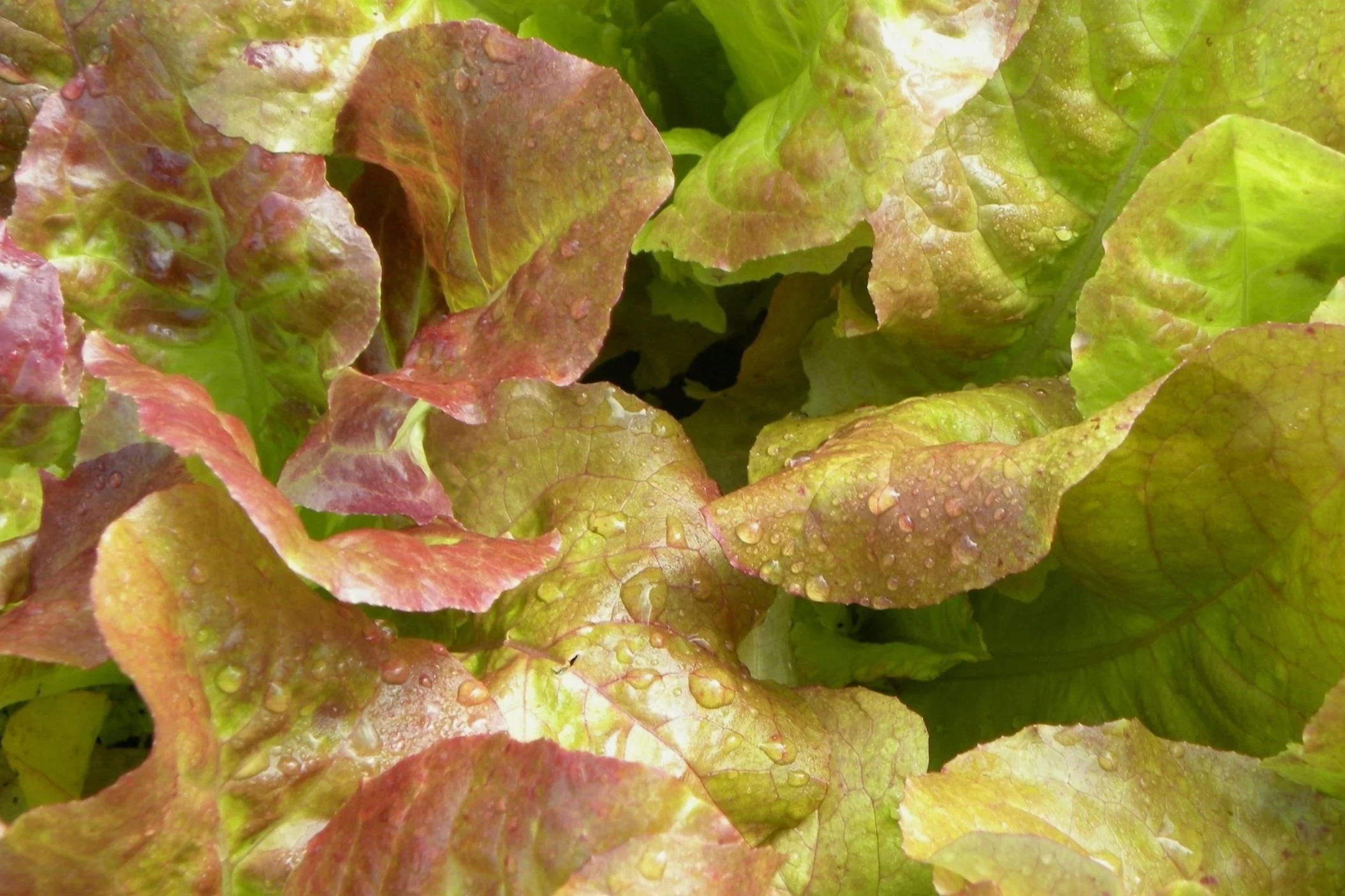 What To Plant In A Kitchen Garden