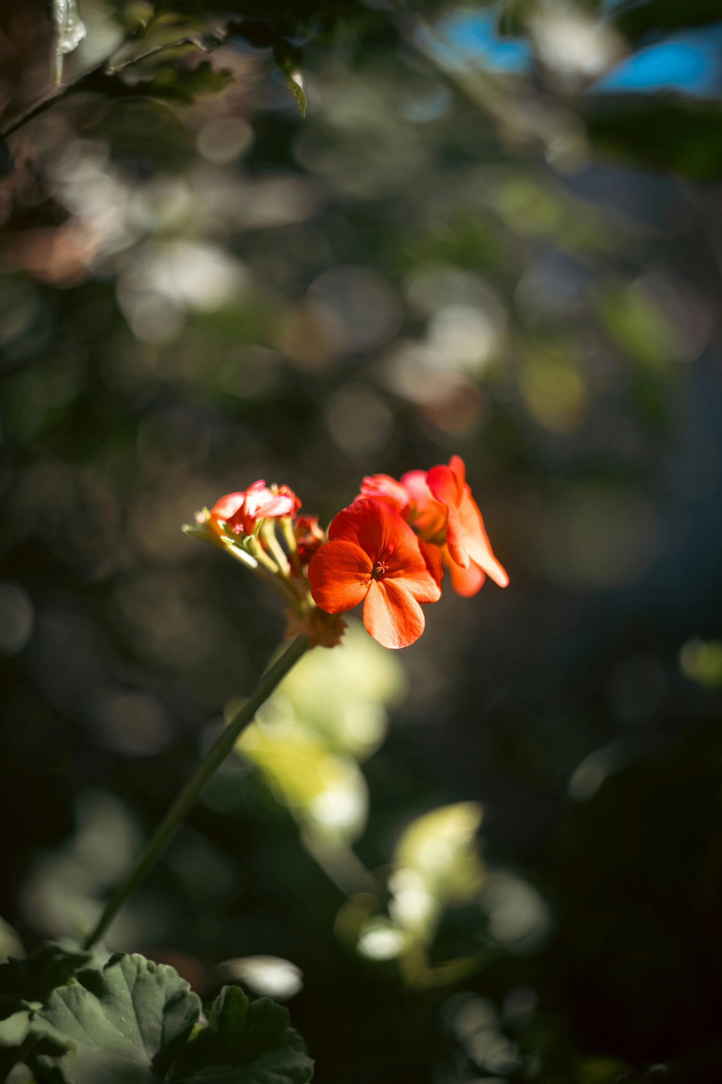 How to Start a Kitchen Garden